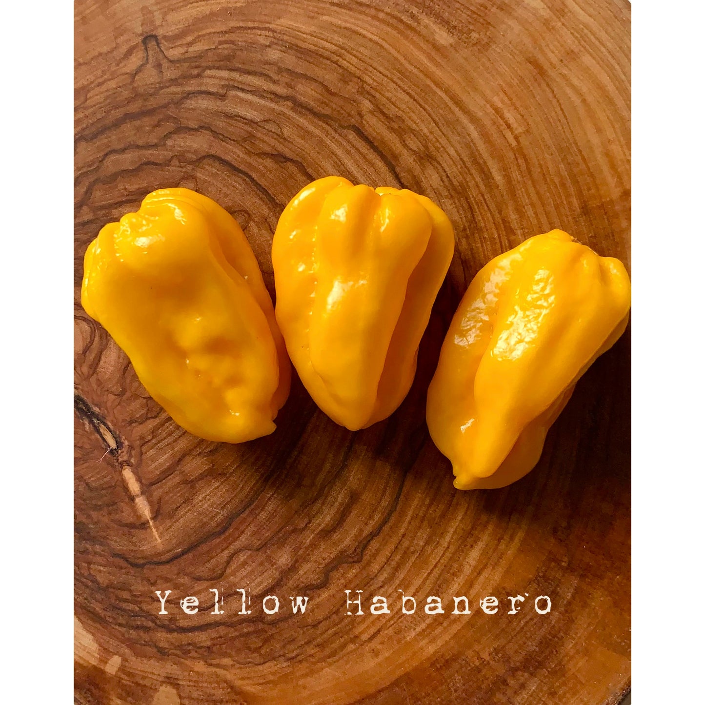 Habanero - Yellow - Hot Pepper Seeds