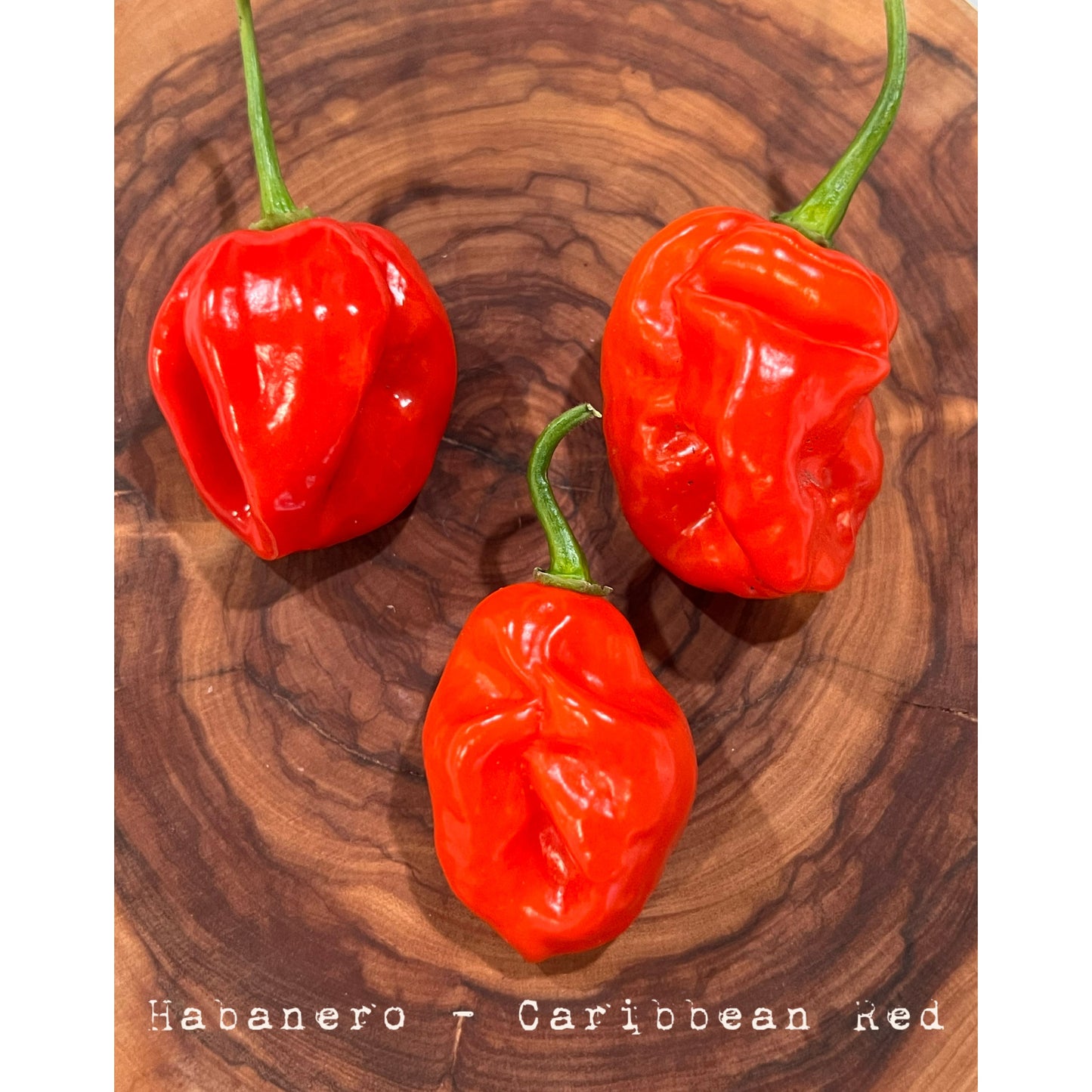 Habanero - Caribbean Red - Hot Pepper Seeds