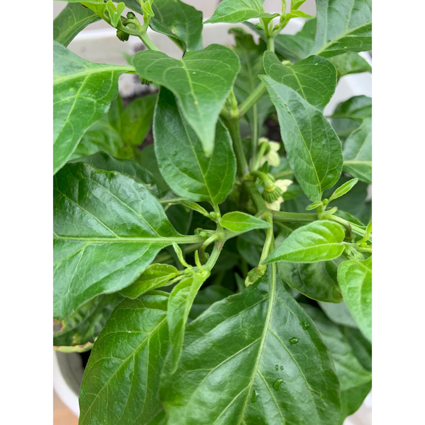Graines de piment Habanero orange (Magnum)