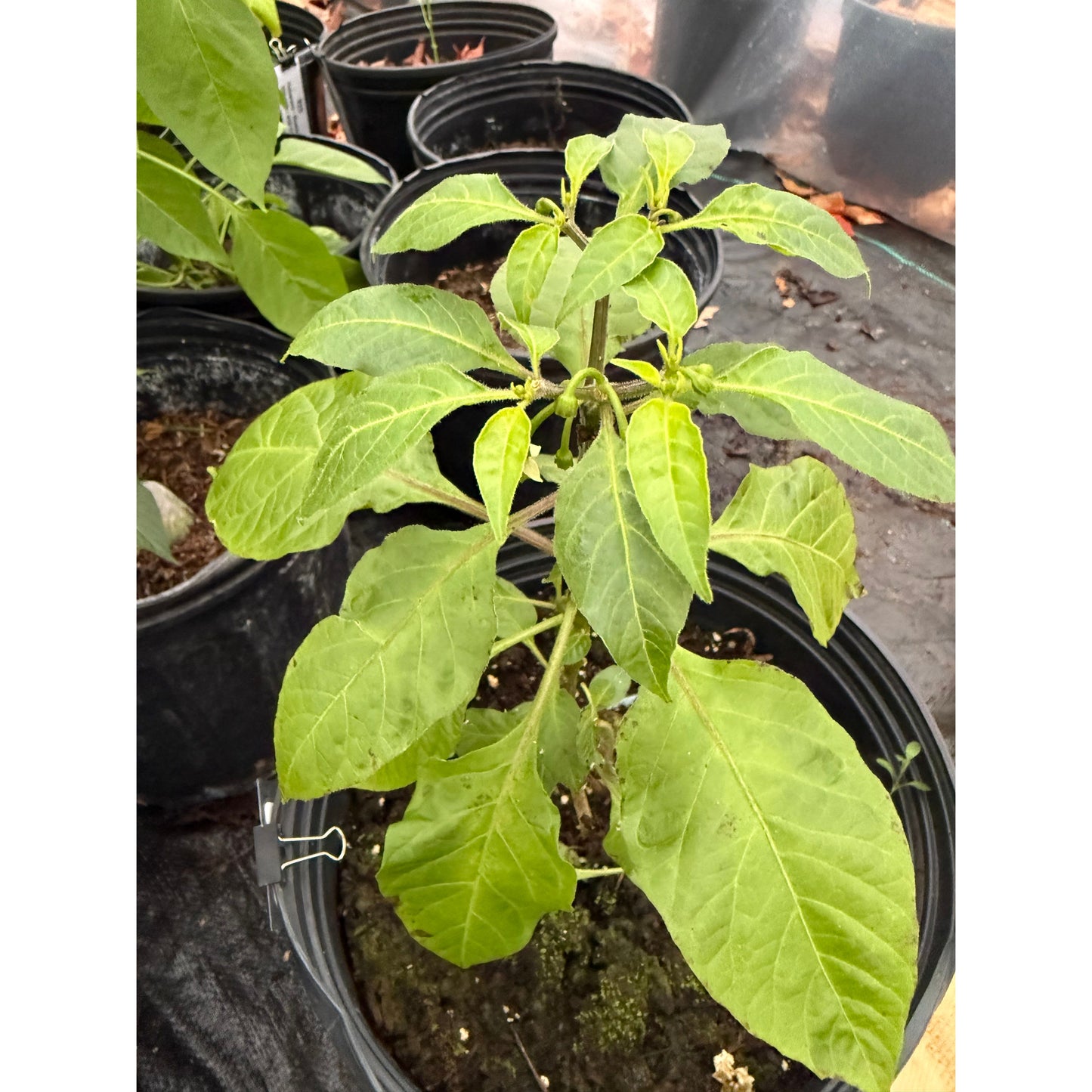 Habanero - Swiss Chocolate Hot Pepper Seeds
