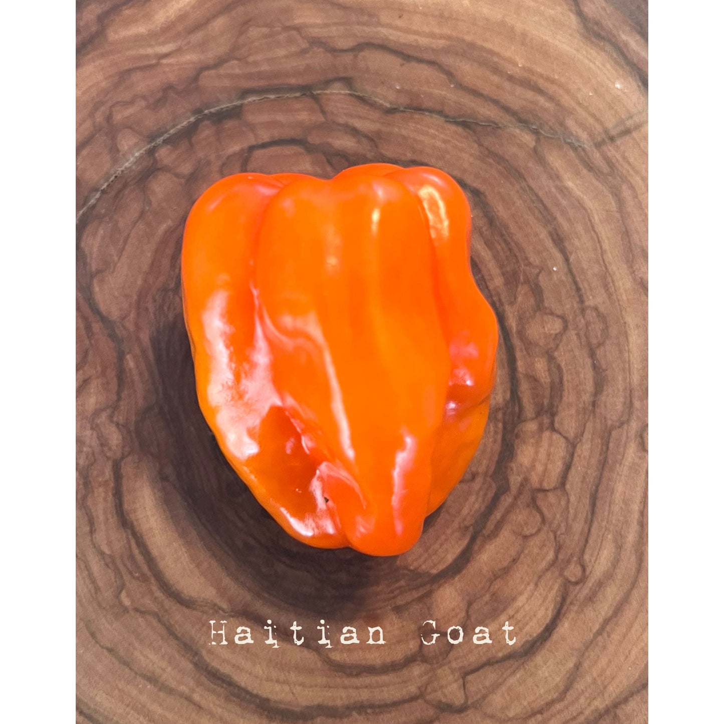 Haitian Goat - Hot Pepper Seeds