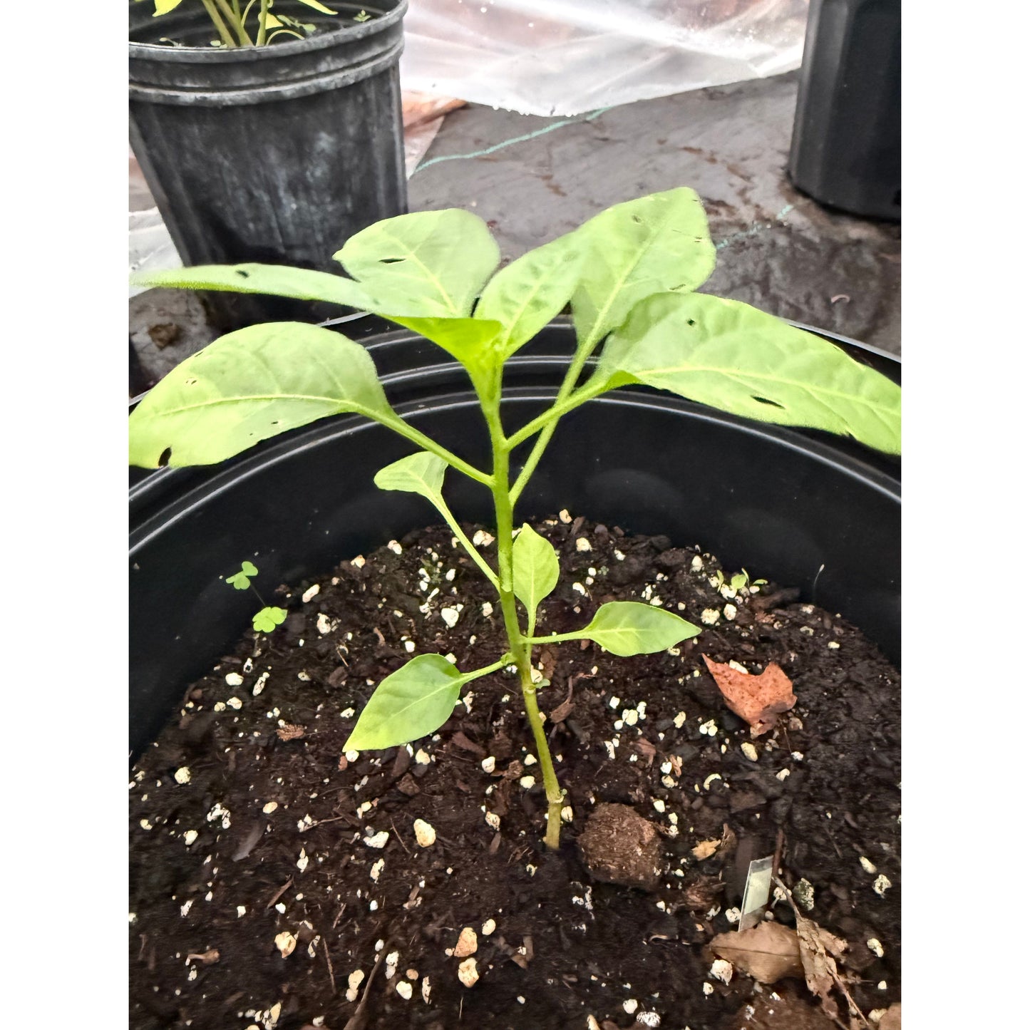 Hanoi Red - Hot Pepper Seeds