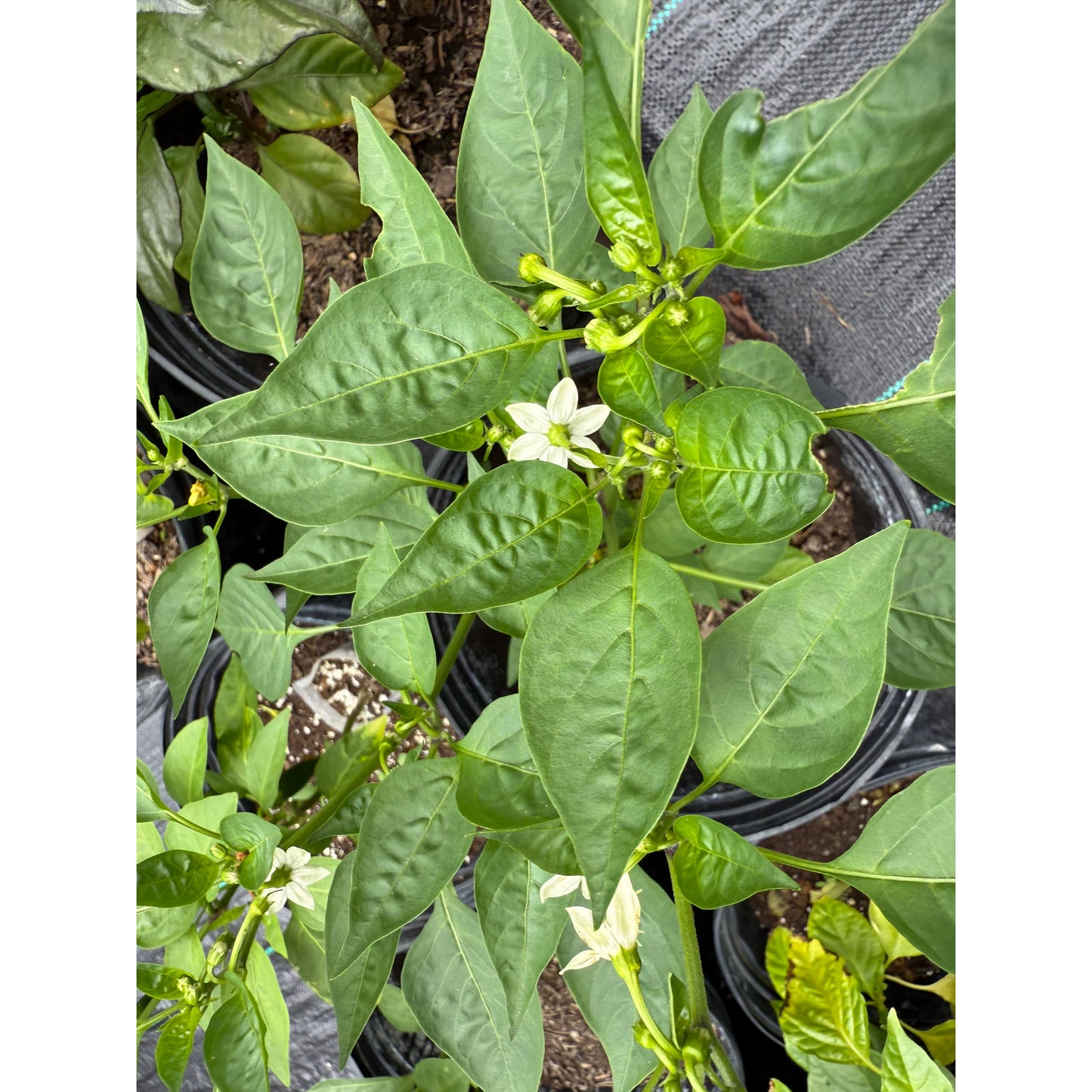 Iberian Hot - Hot Pepper Seeds