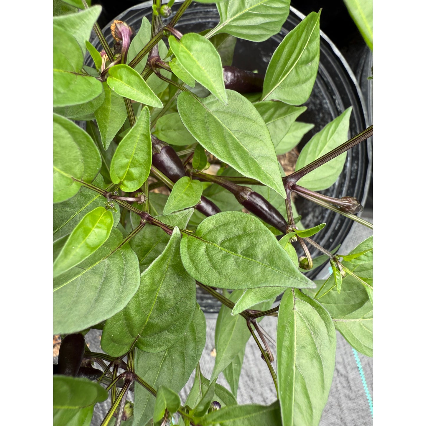 Jalapeño - Noir - Graines de piment fort