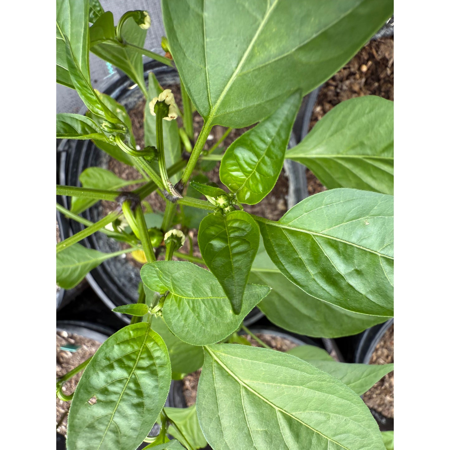 Jalapeño - Graines de piment fort Craig's Grande