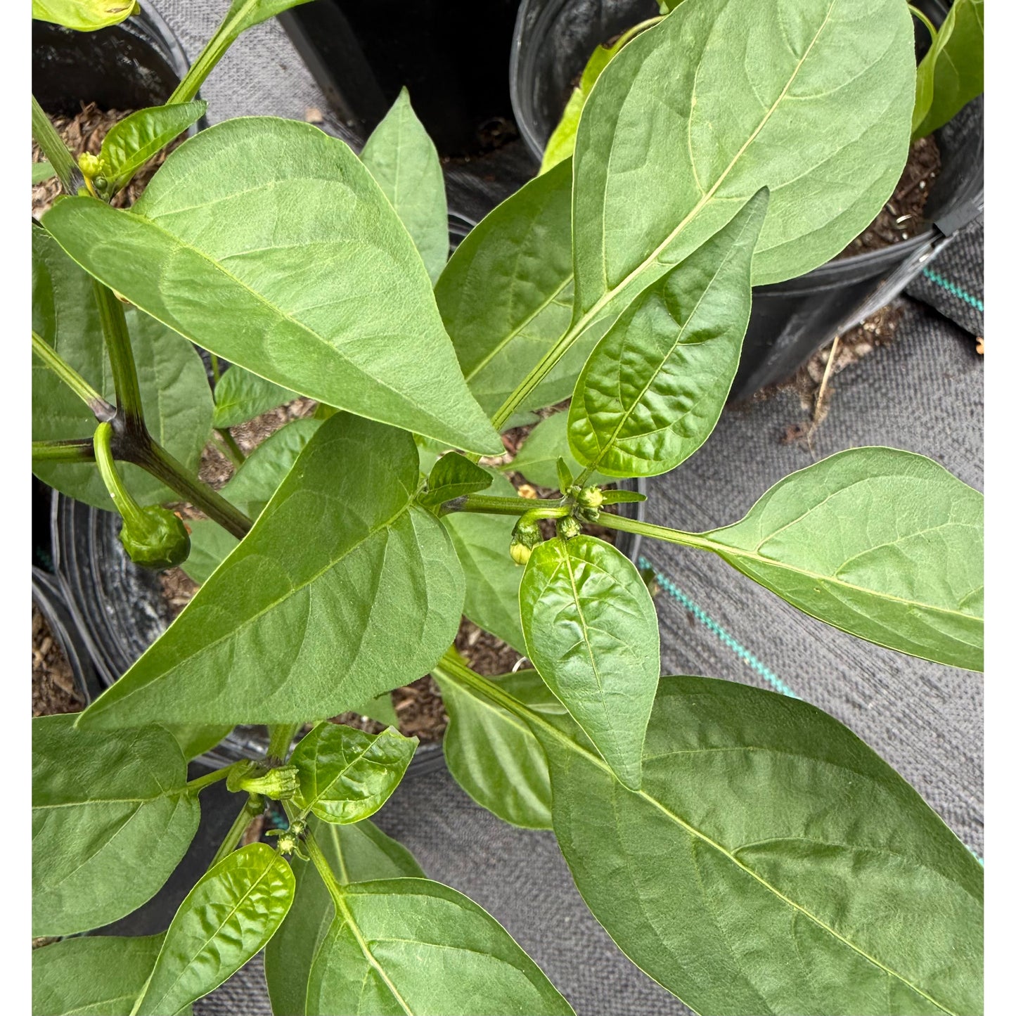 Jalapeño - Mucho Nacho - Graines de piment fort