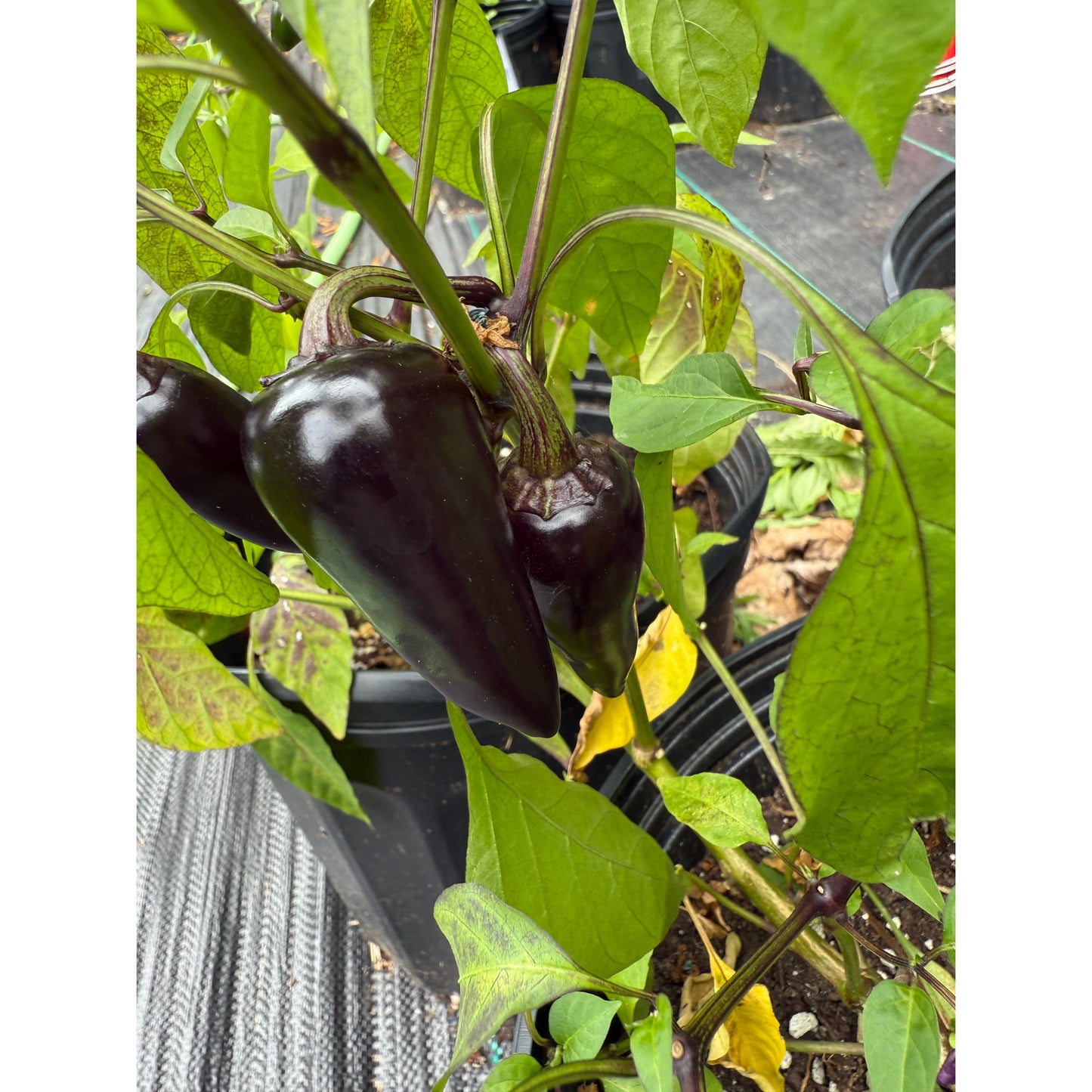 Graines de piment jalapeño - piment rubis