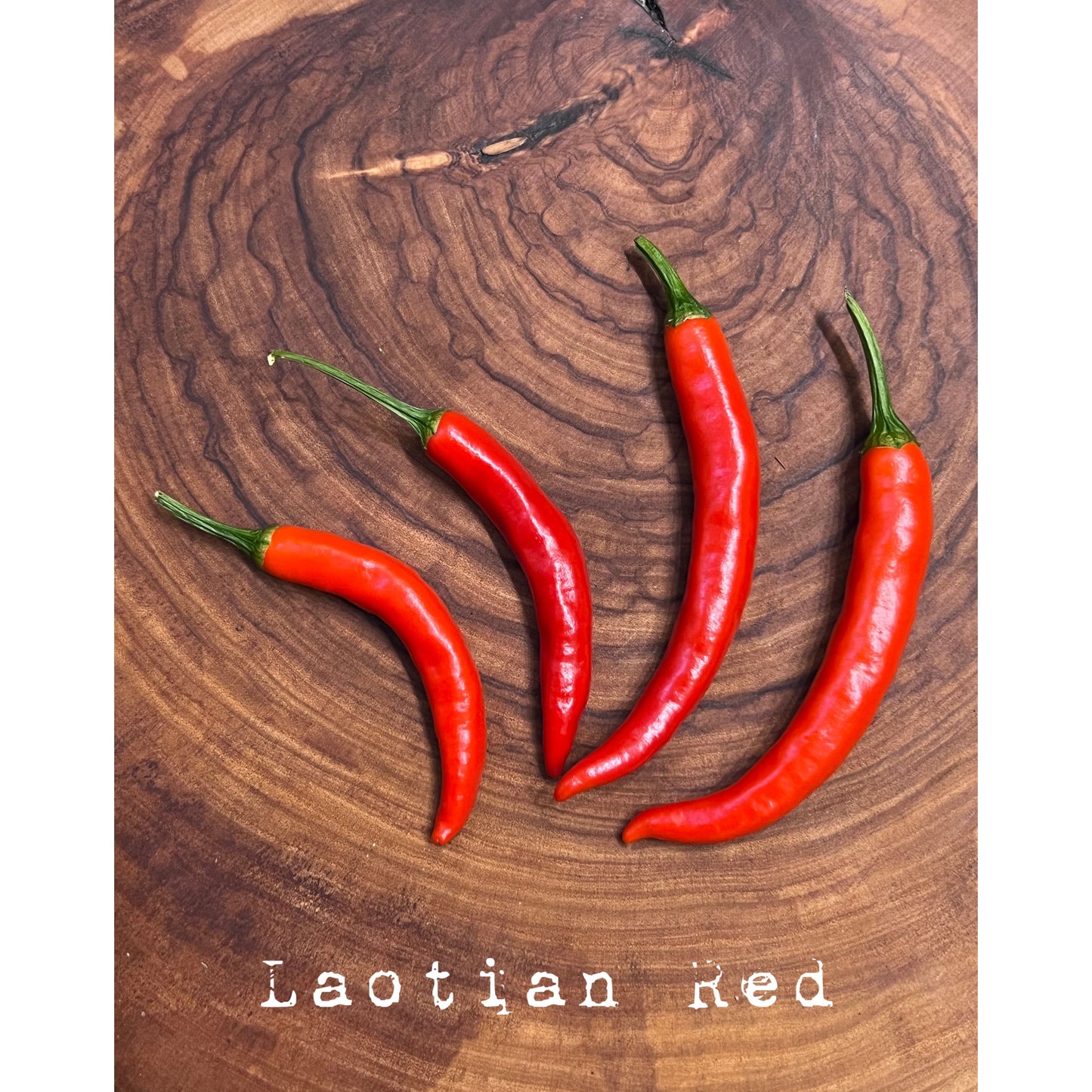 Laotian Hot - Hot Pepper Seeds