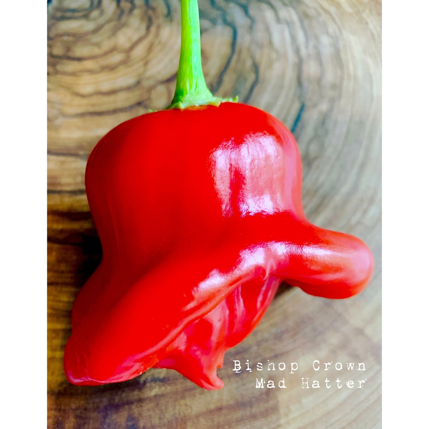Bishop's Crown / Mad Hatter - Hot Pepper Seeds
