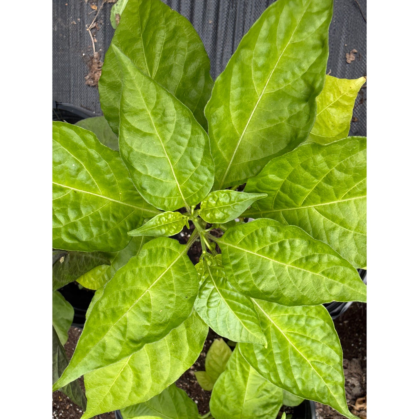 Maya Pimento Hot Pepper Seeds