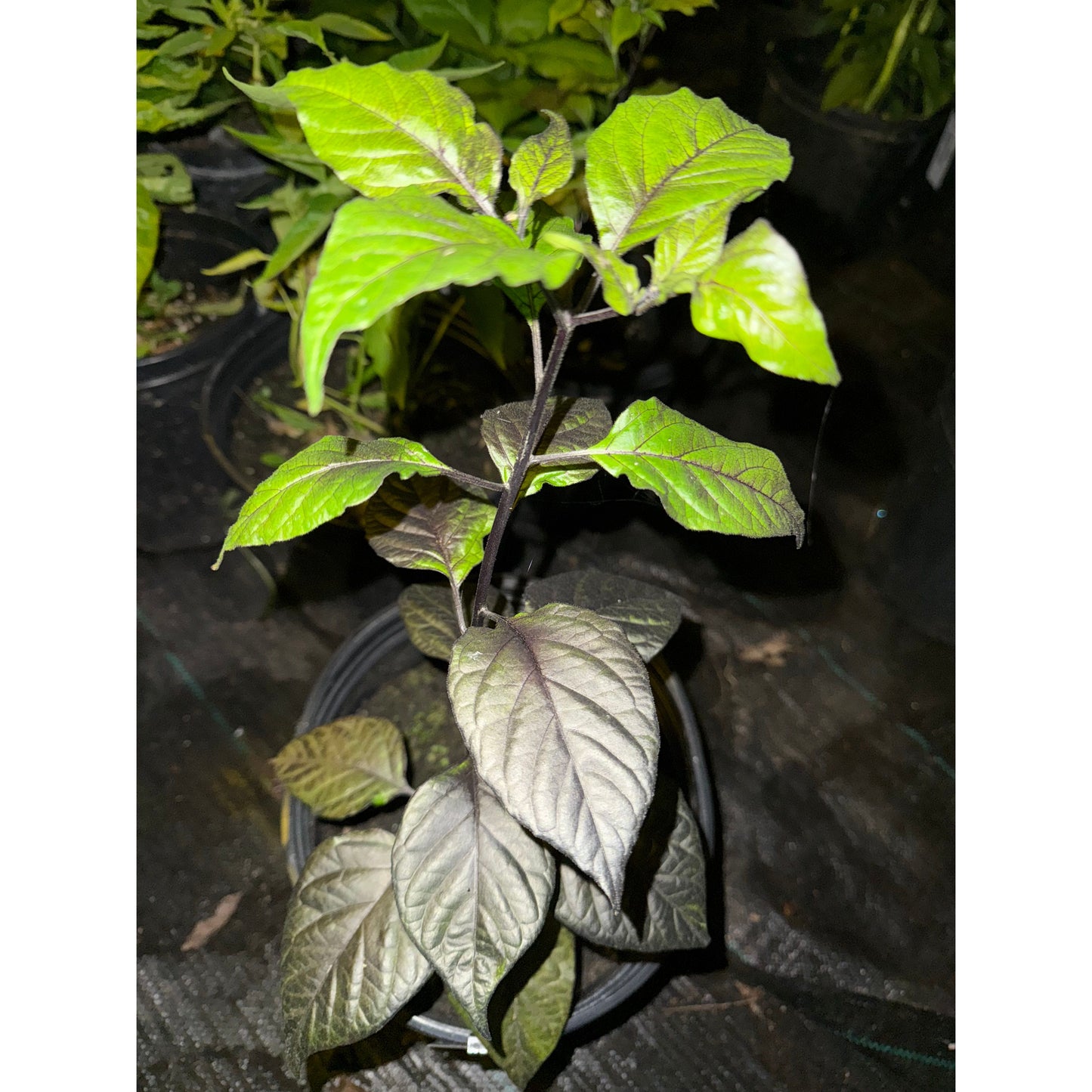 Monstergum Leopard Hot Pepper Seeds