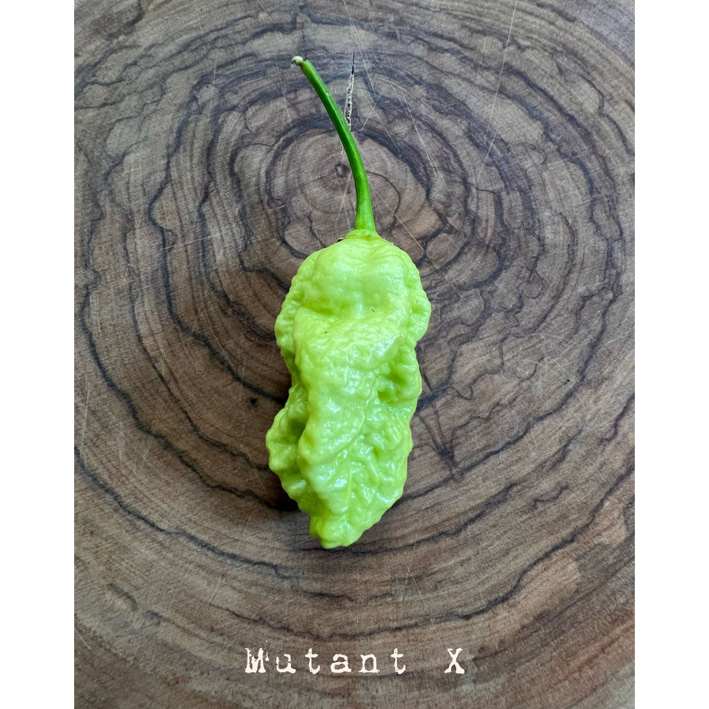 Mutant X - Hot Pepper Seeds
