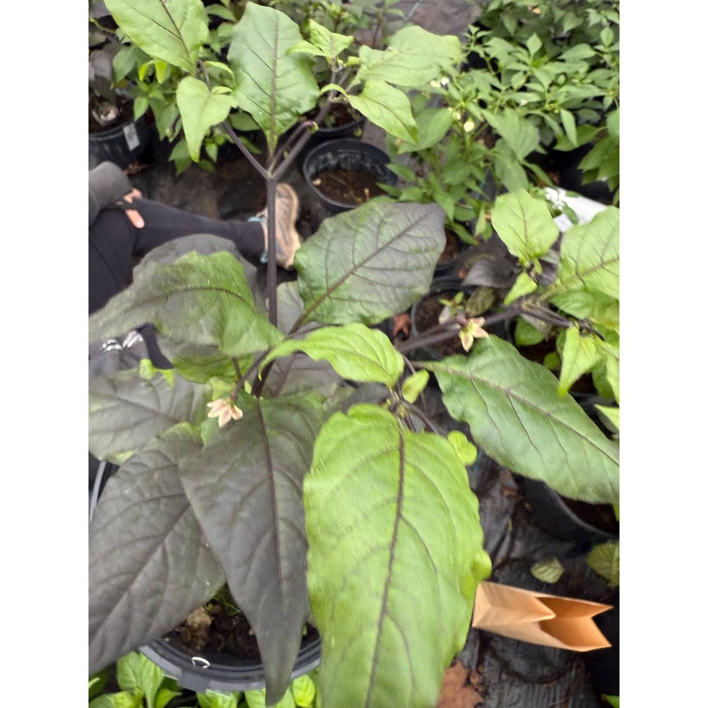 Naga Brains Chocolate - Hot Pepper Seeds