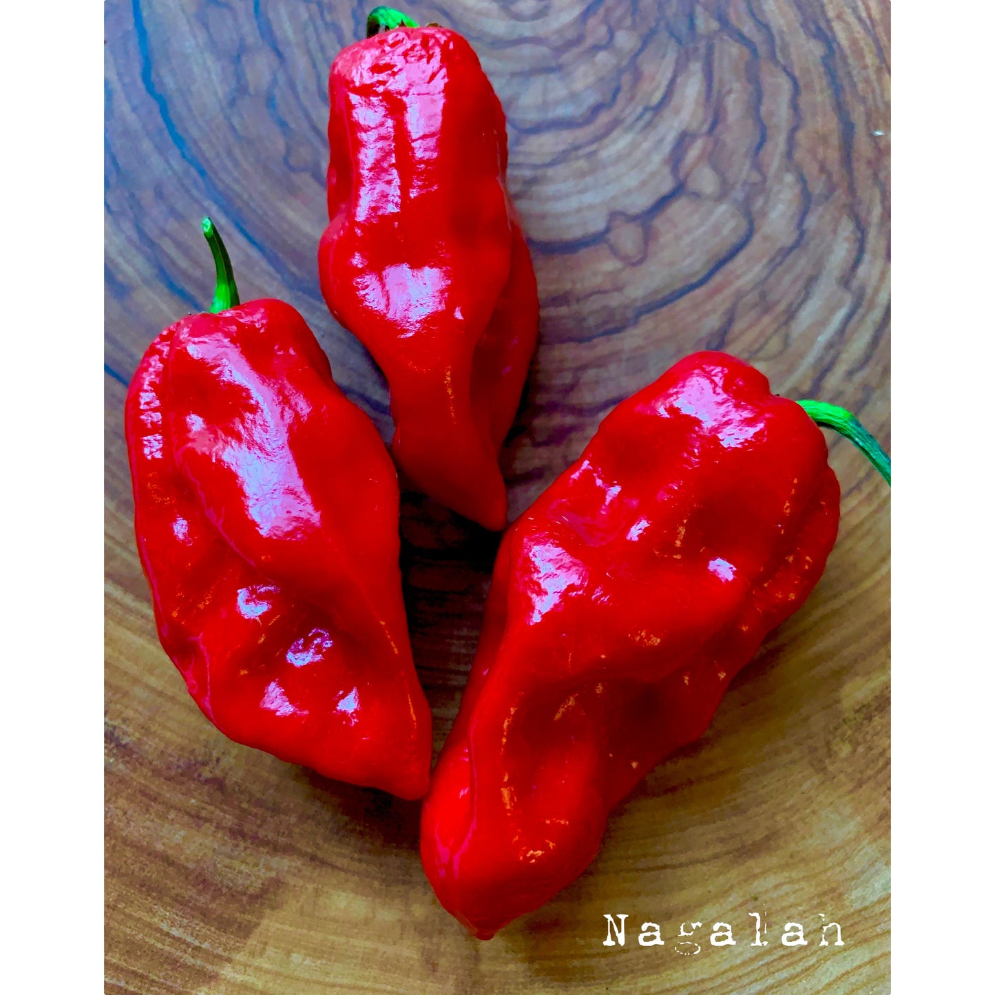 Nagalah (Red) - Hot Pepper Seeds