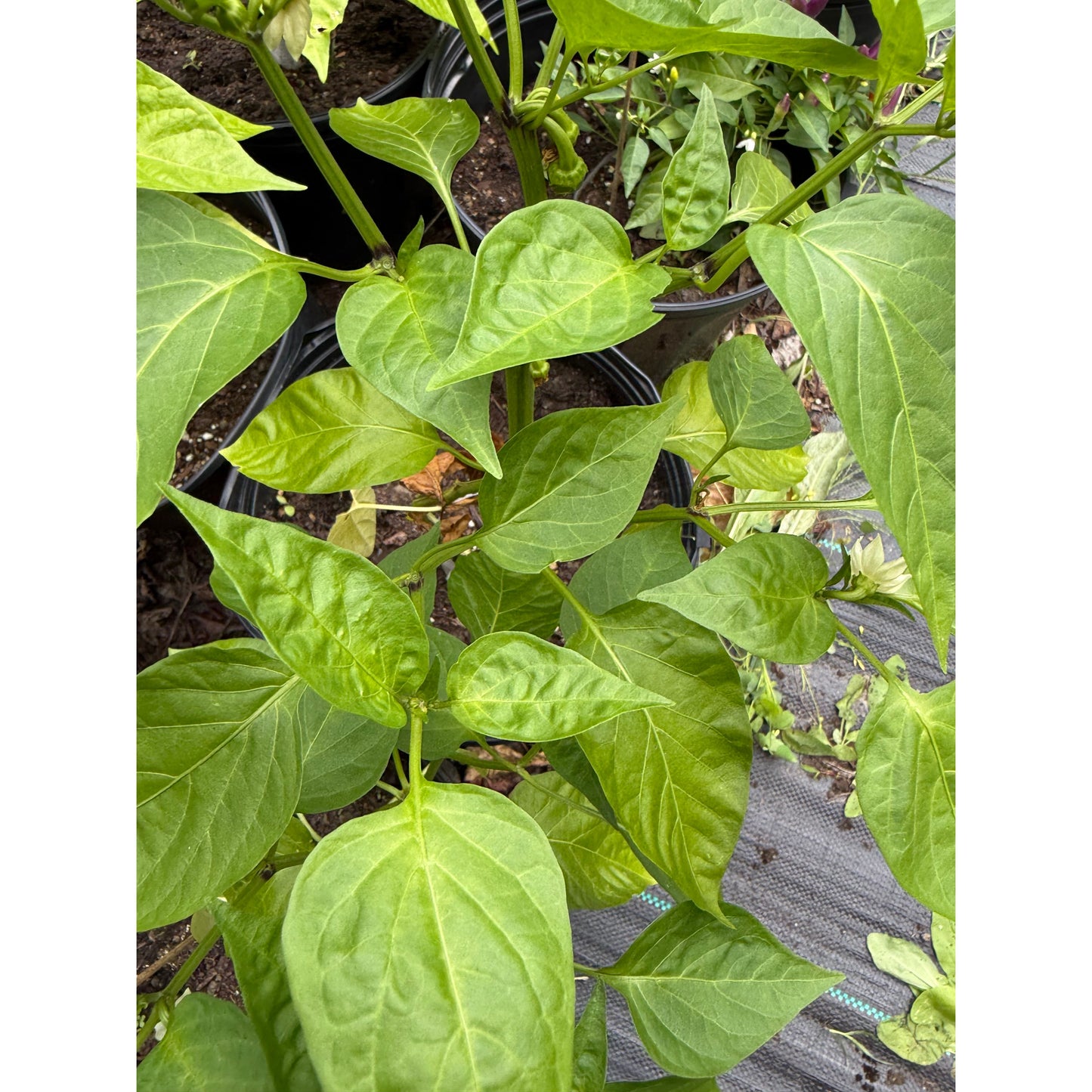Nora Hot Pepper Seeds