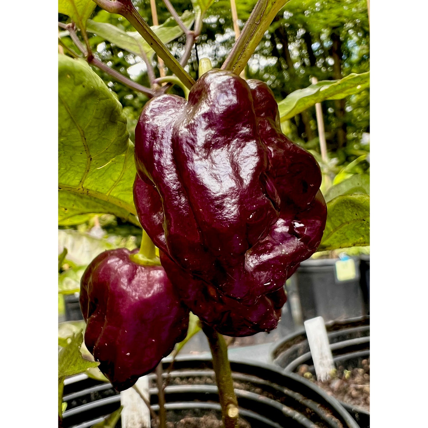 Piment Purple Death - Graines de piment fort