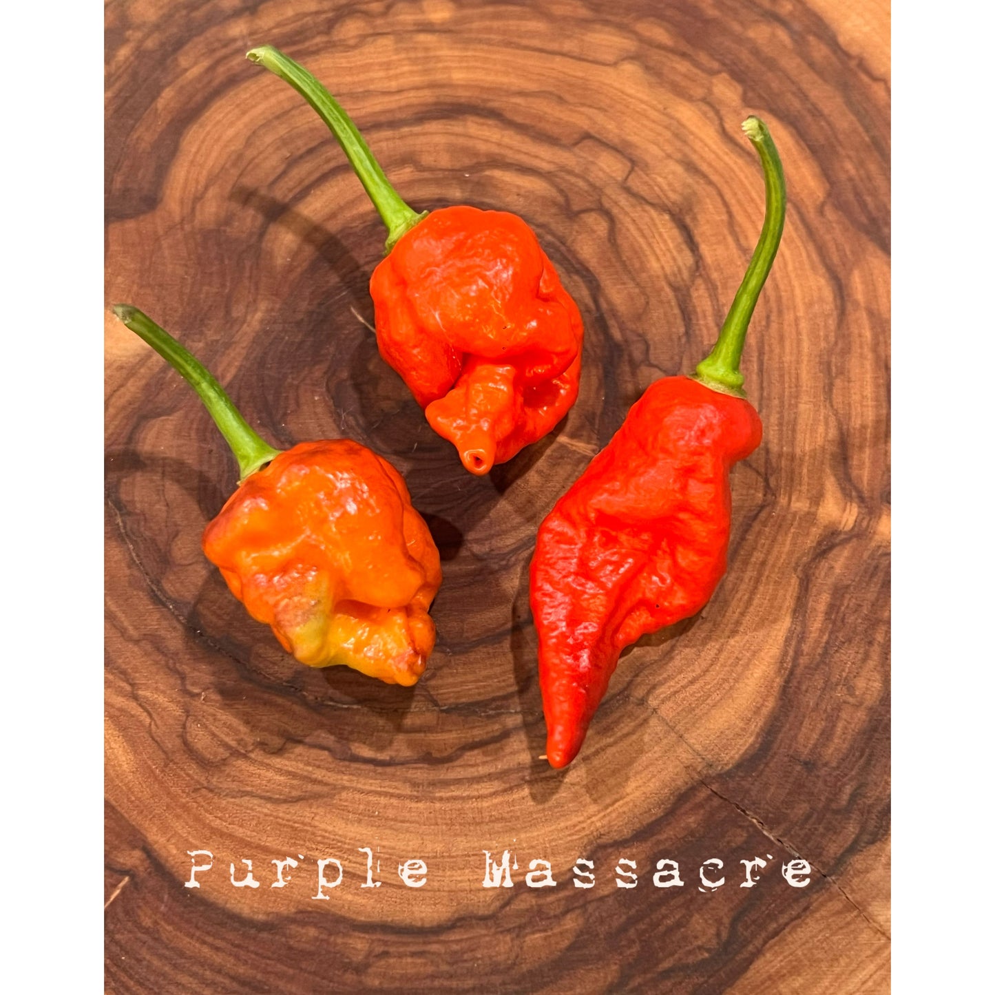Purple Massacre - Hot Pepper Seeds