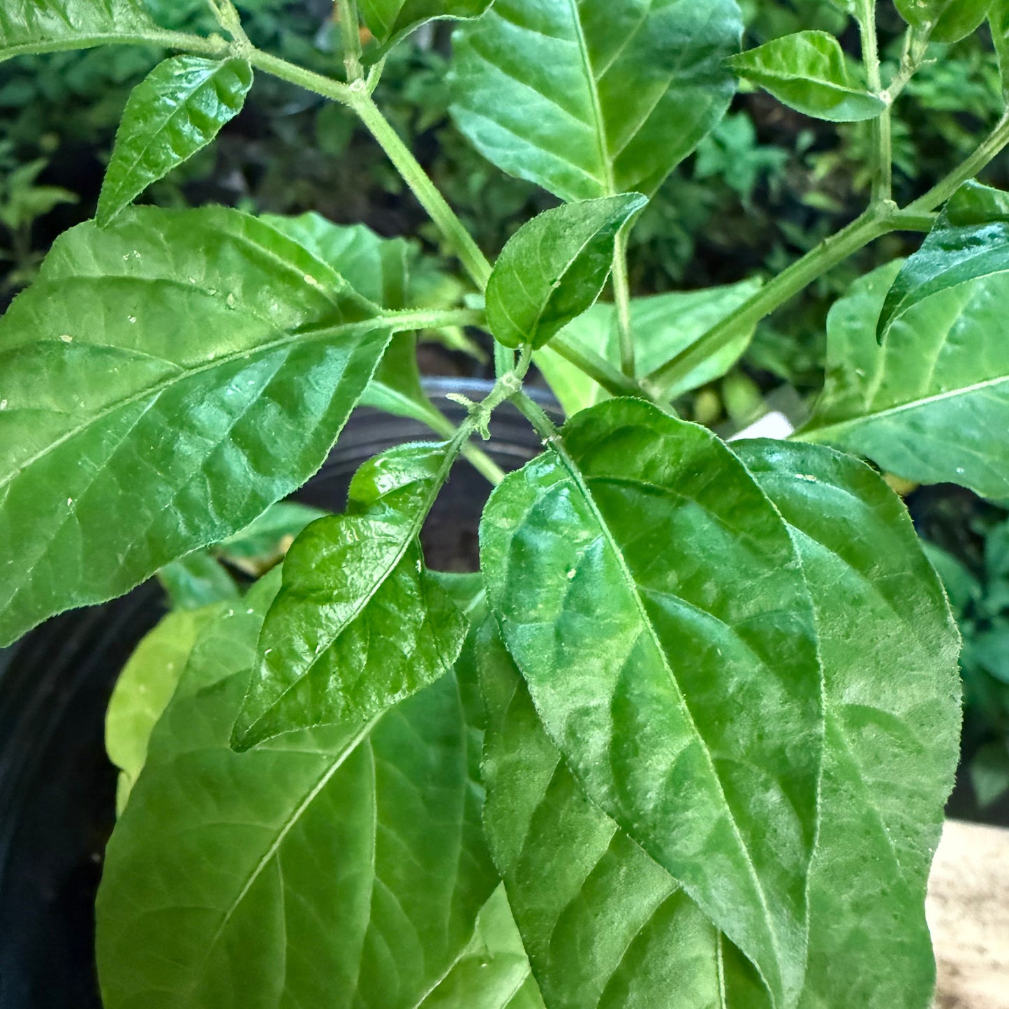 Aji Lemon Drop - Hot Pepper Seeds