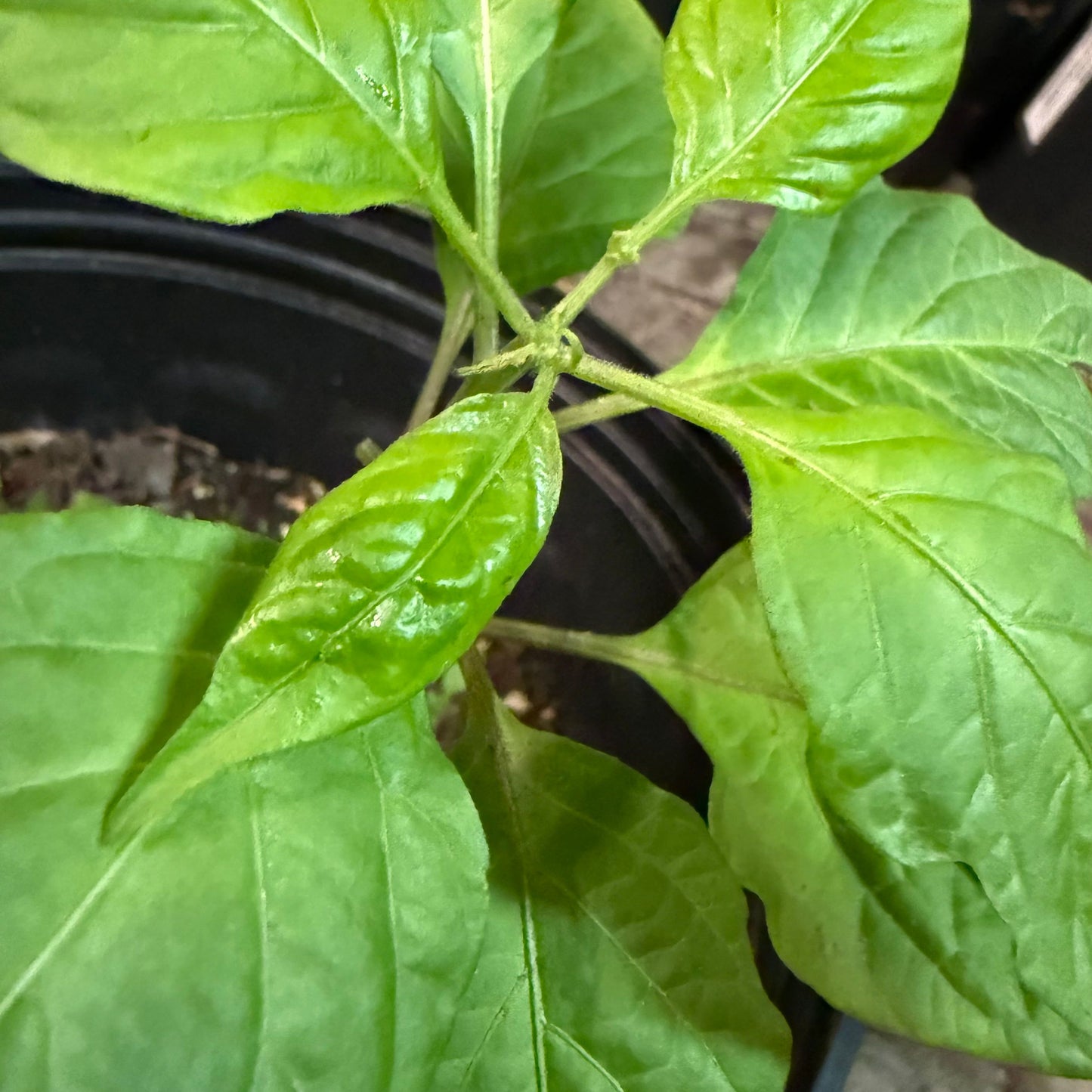 7 Pot Infinity - Yellow Hot Pepper Seeds