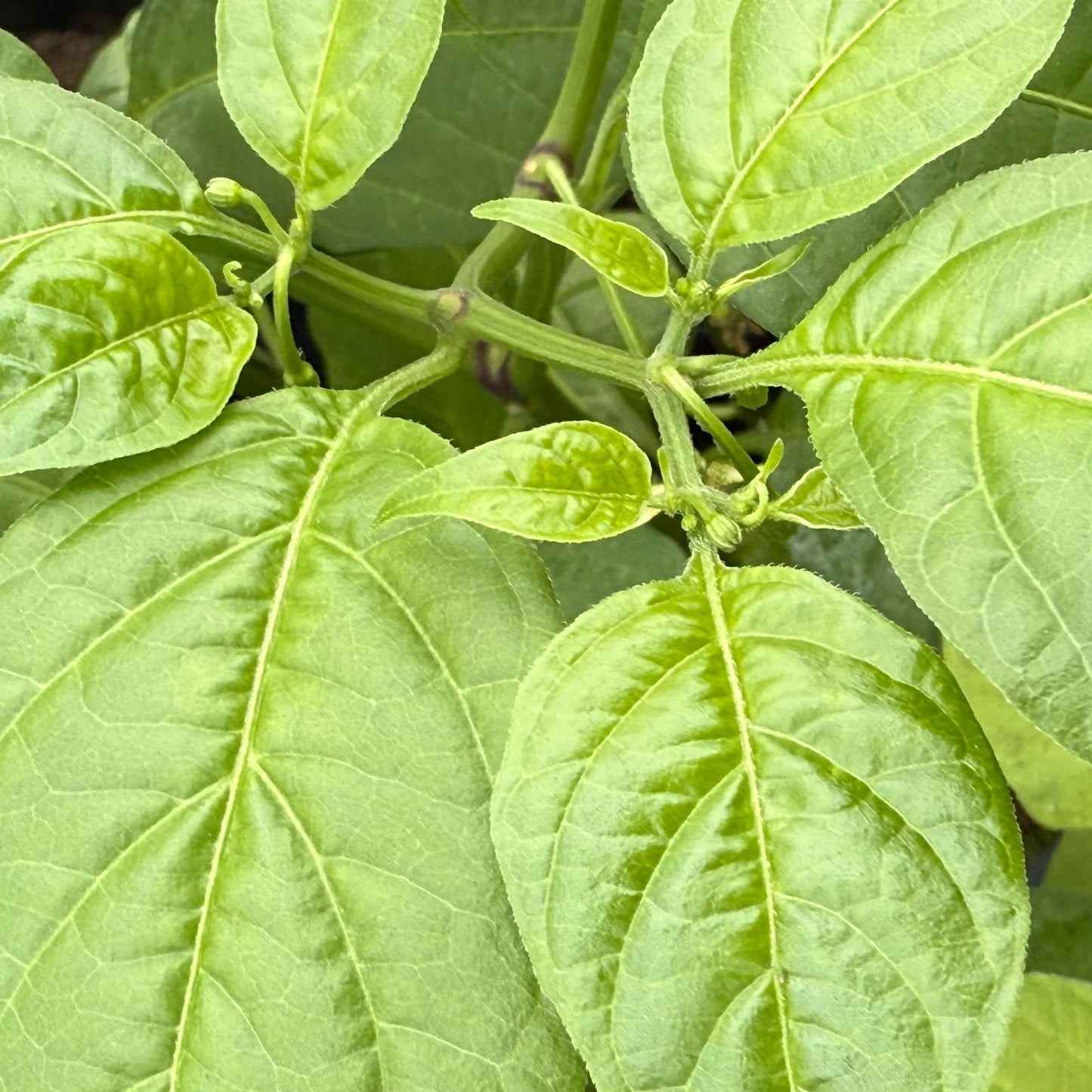7 graines de piment fort orange Primo en pot