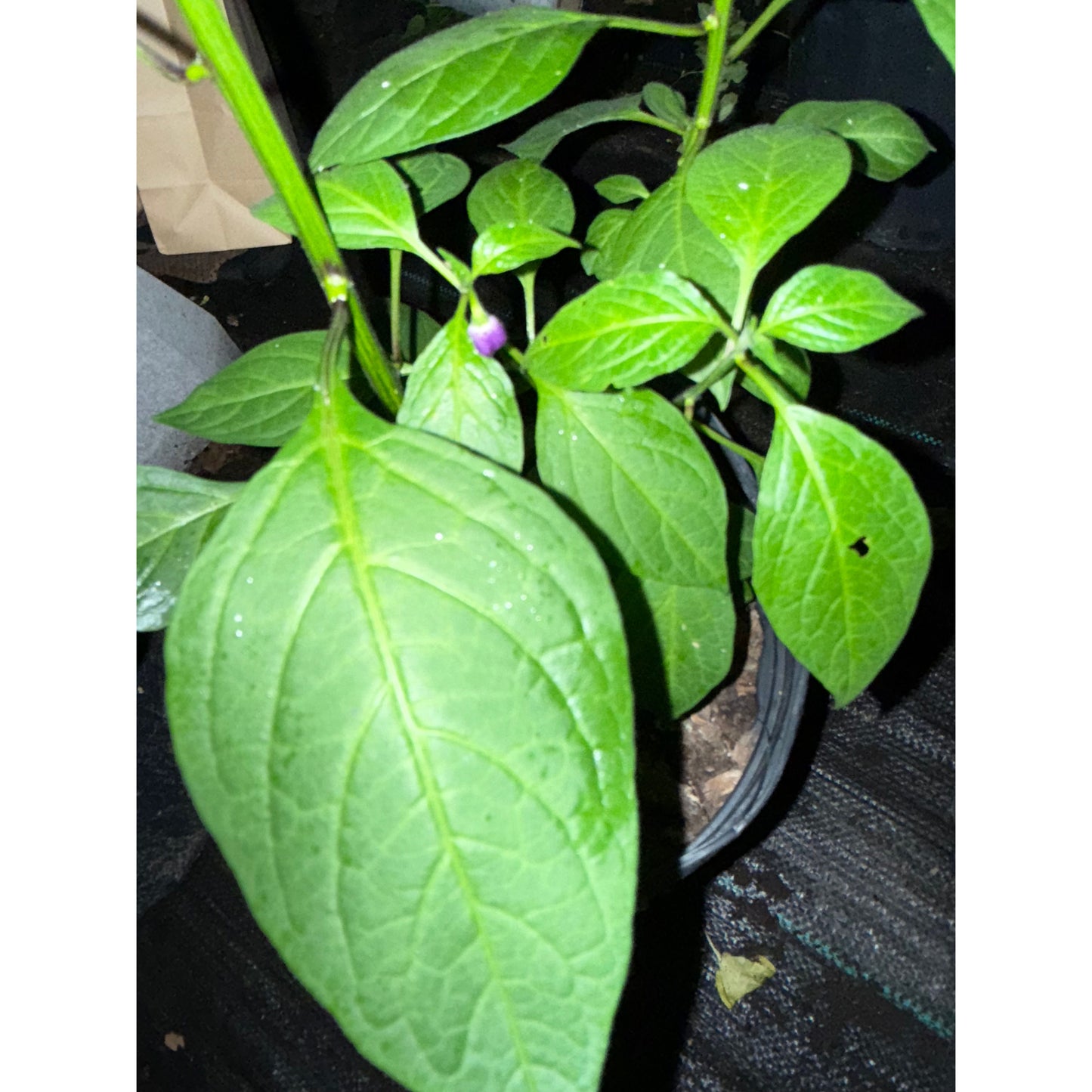 Rocoto - Dark Chocolate Hot Pepper Seeds