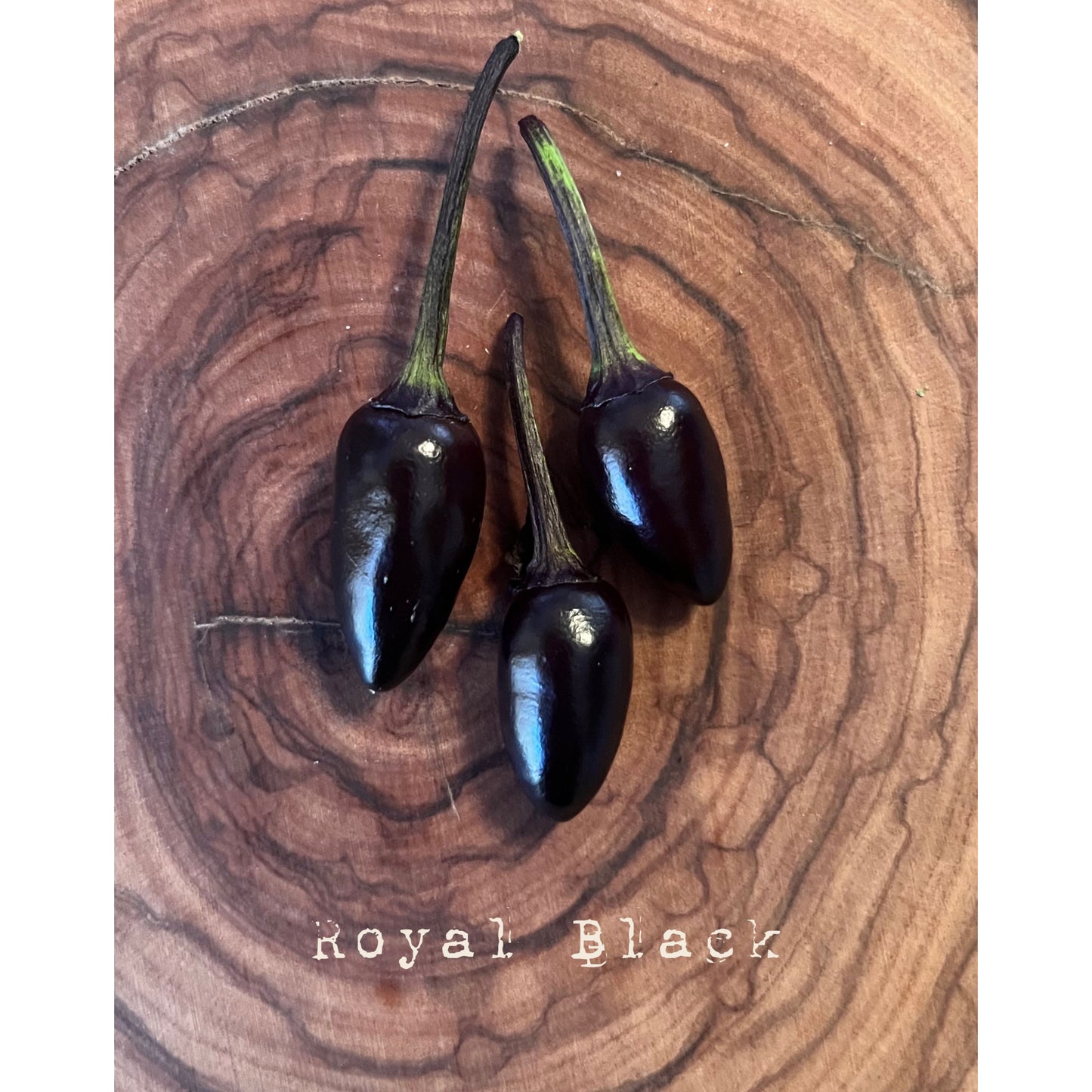 Royal Black - Hot Pepper Seeds