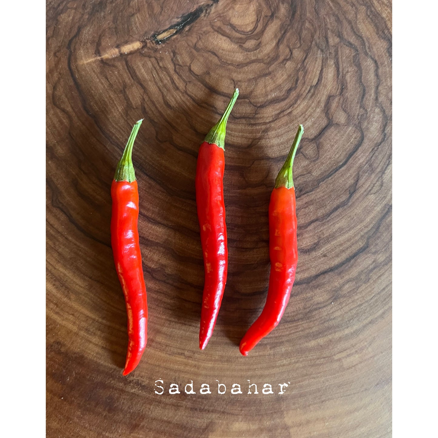 Pusa Sadabahar - Hot Pepper Seeds