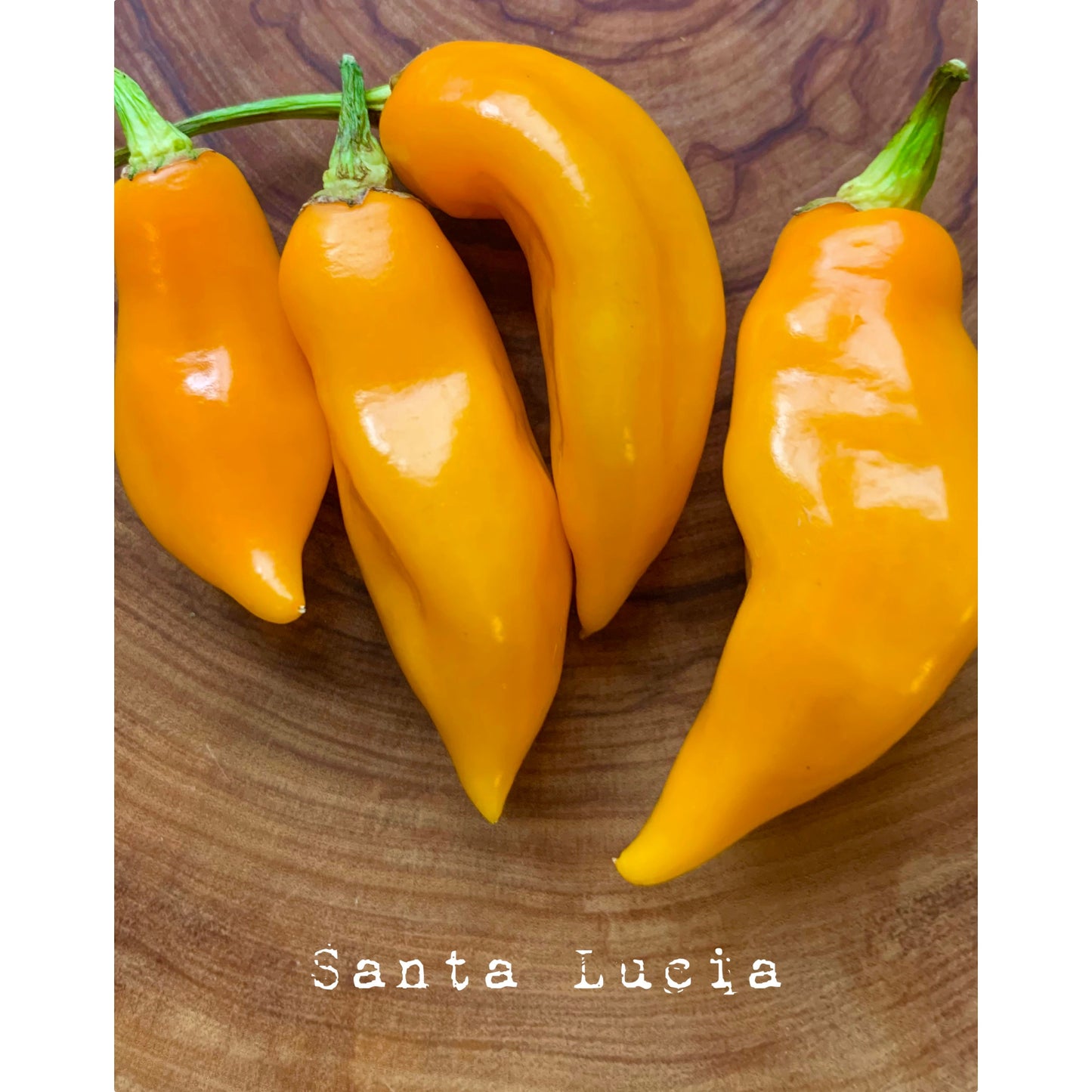 Santa Lucia (Yellow) - Hot Pepper Seeds