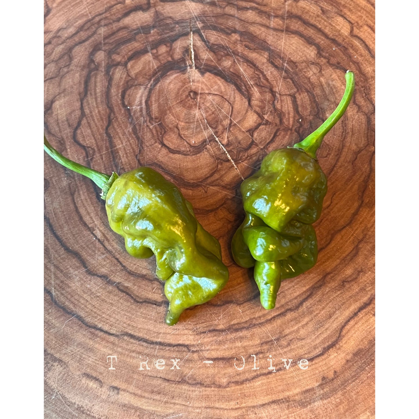 T-Rex - Olive - Hot Pepper Seeds