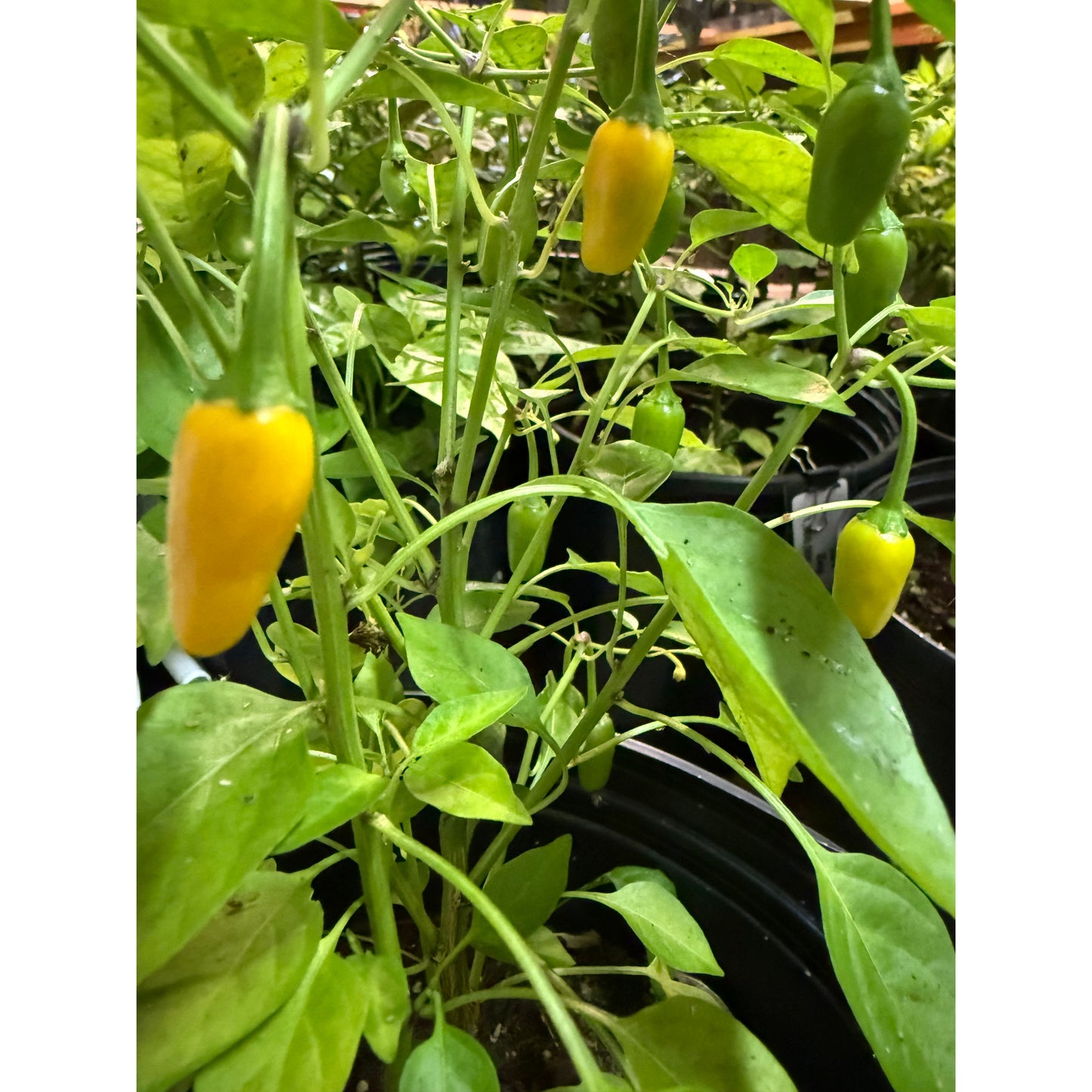 Tabasco Short Yellow Hot Pepper Seeds