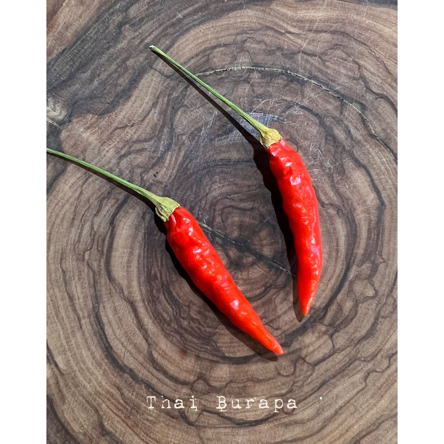 Thai - Burapa - Hot Pepper Seeds