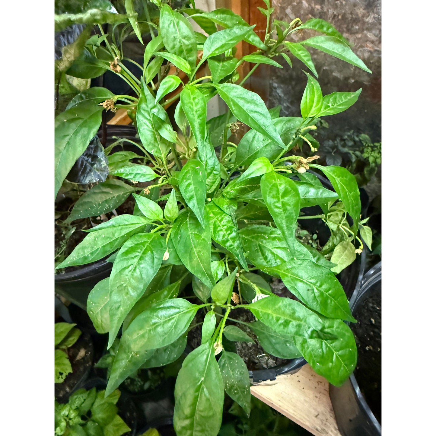 Thai - Red Hot - Hot Pepper Seeds