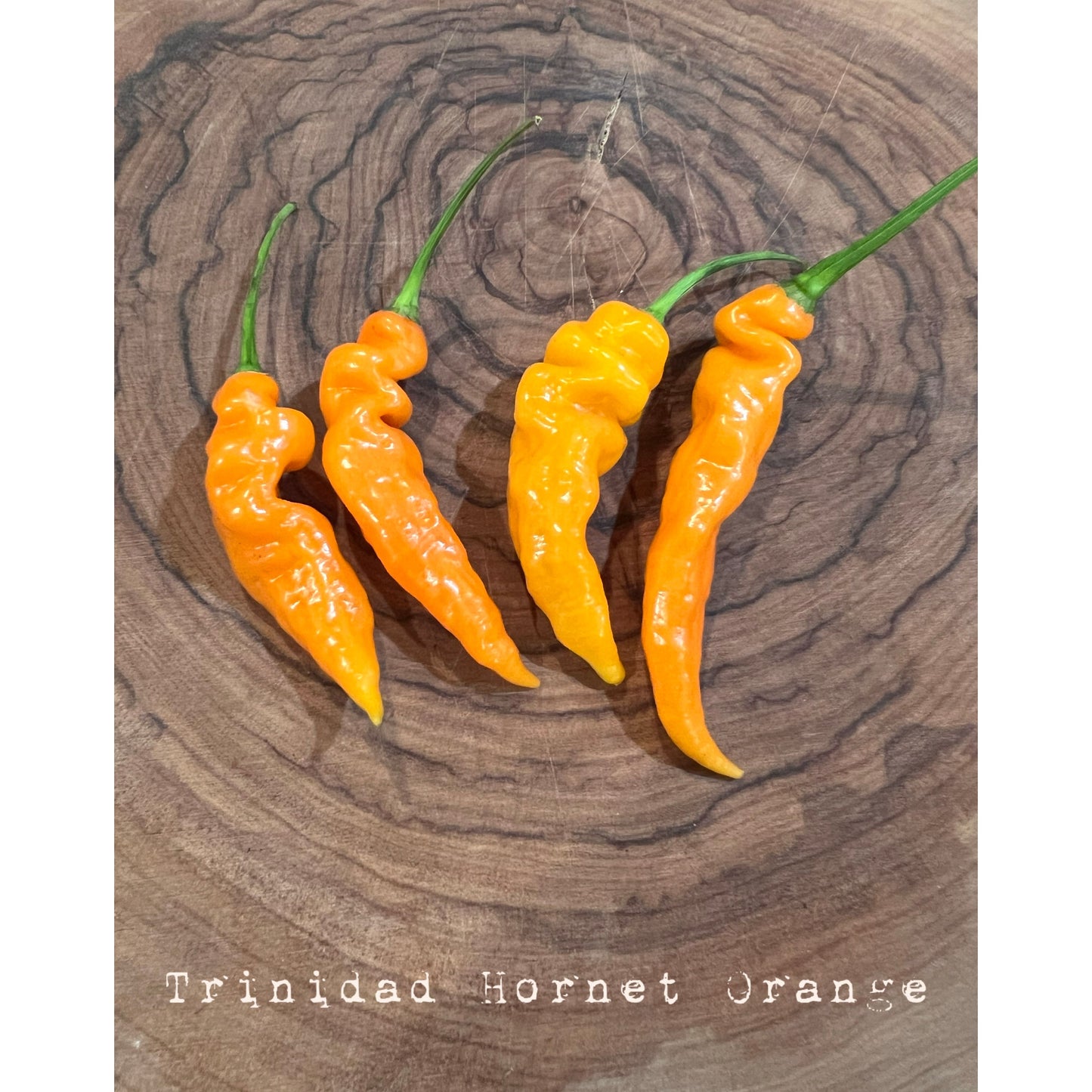 Trinidad Hornet - Orange - Hot Pepper Seeds