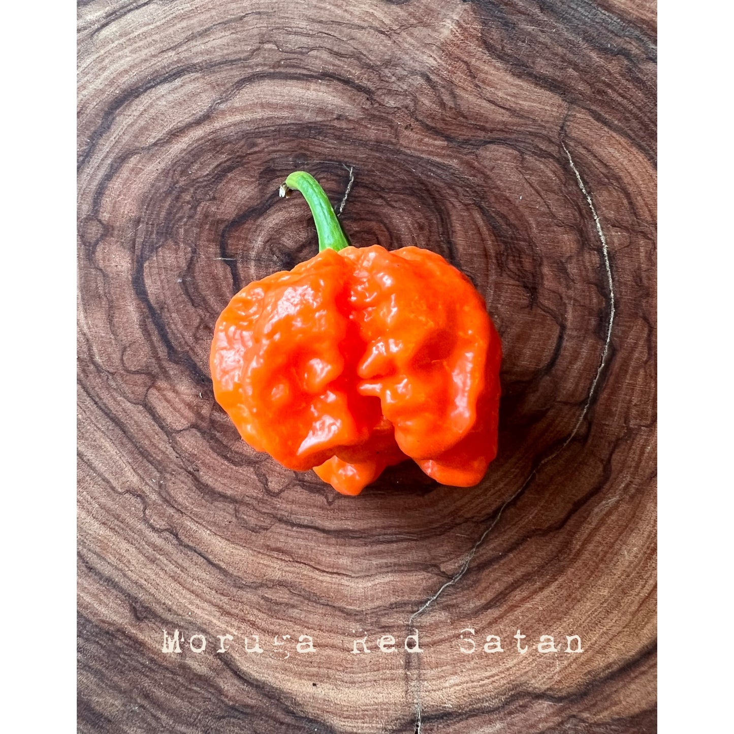 Trinidad Moruga Scorpion - Red Satan - Hot Pepper Seeds