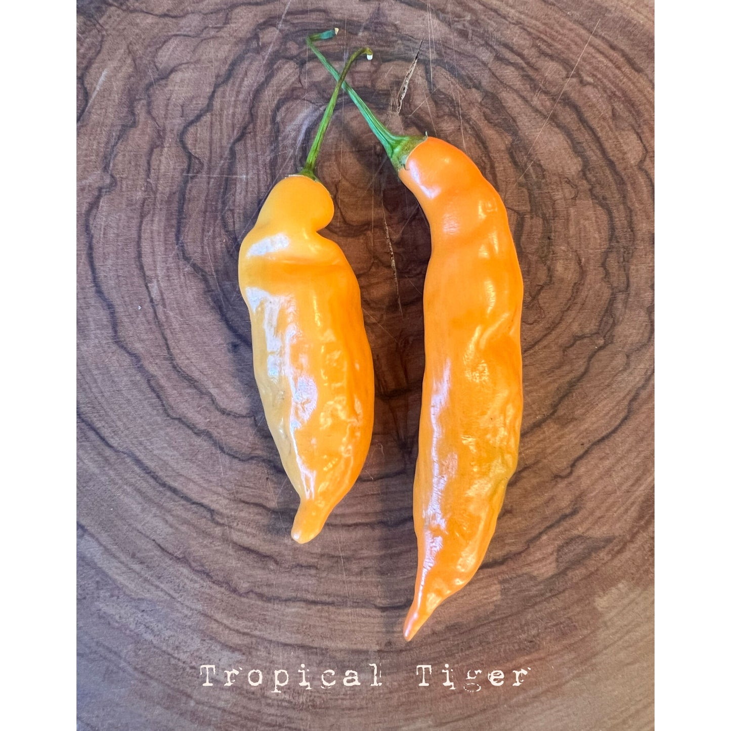 Tropical Tiger - Hot Pepper Seeds