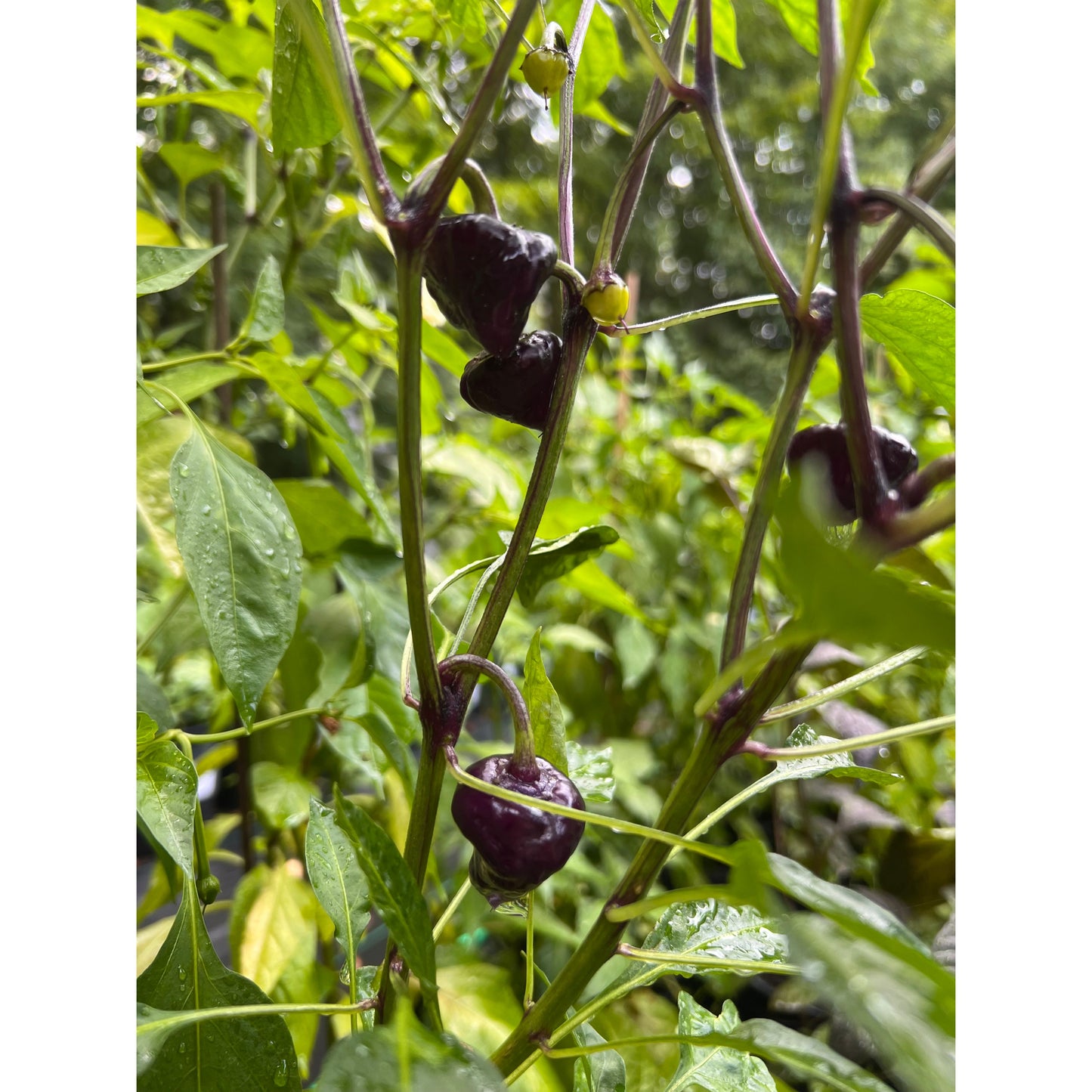 UFO - Purple - Hot Pepper Seeds