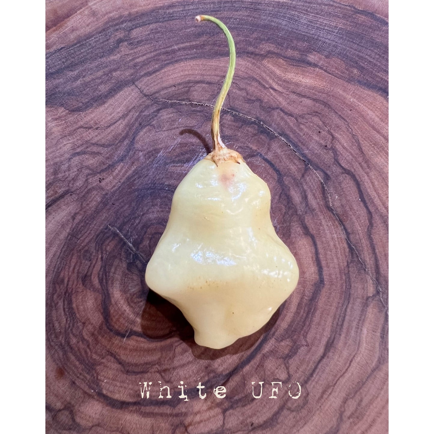 UFO - White - Hot Pepper Seeds