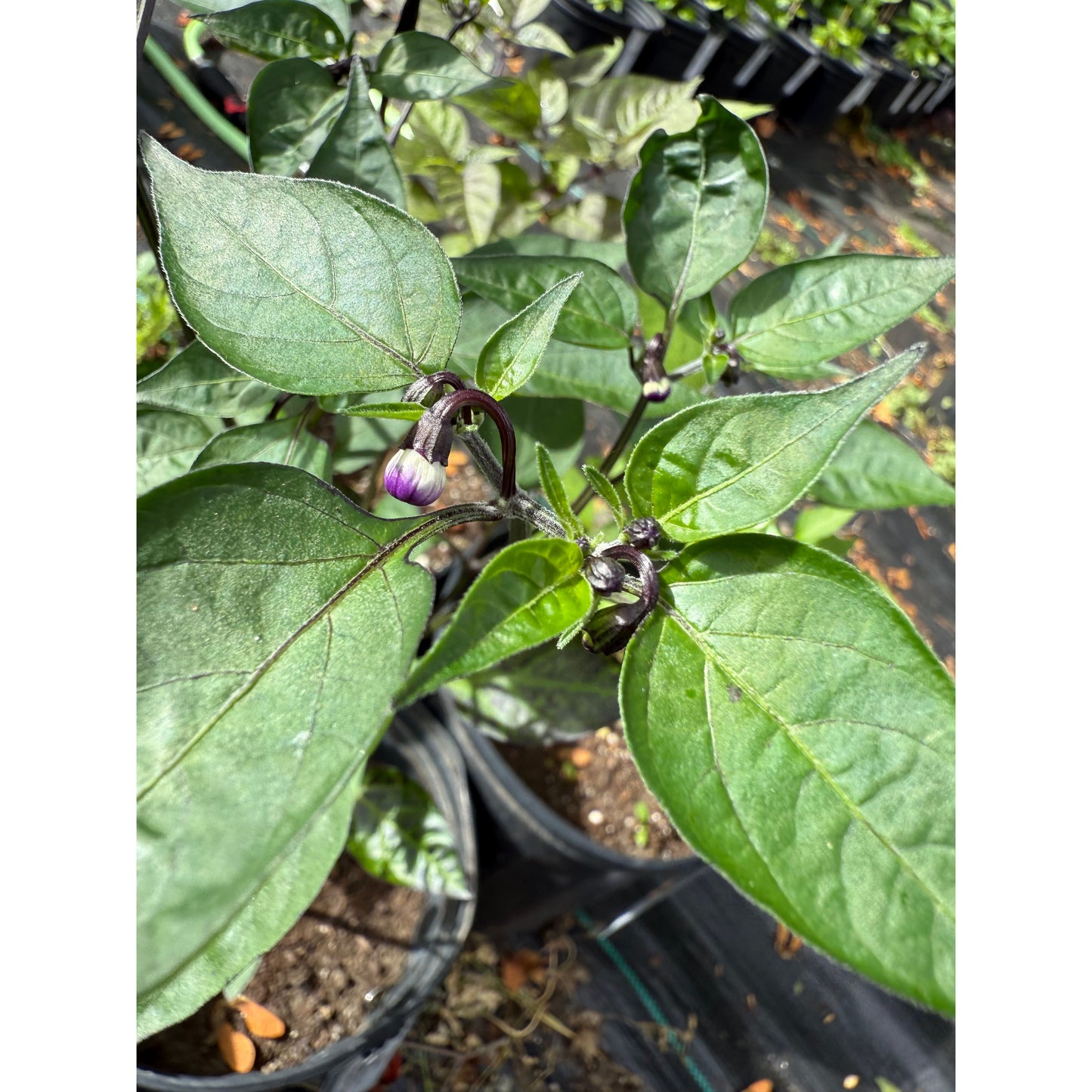 Black Fire Hot Pepper Seeds