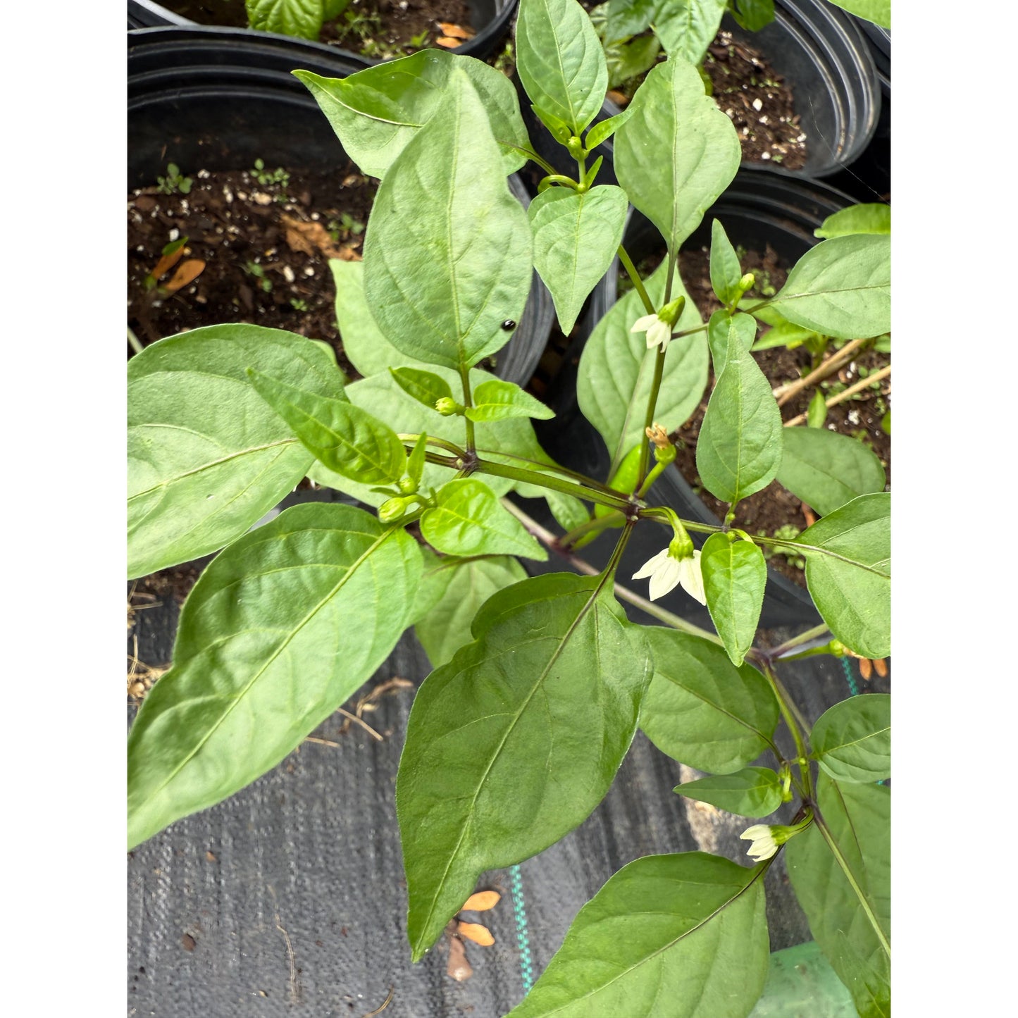Black Prince Hot Pepper Seeds