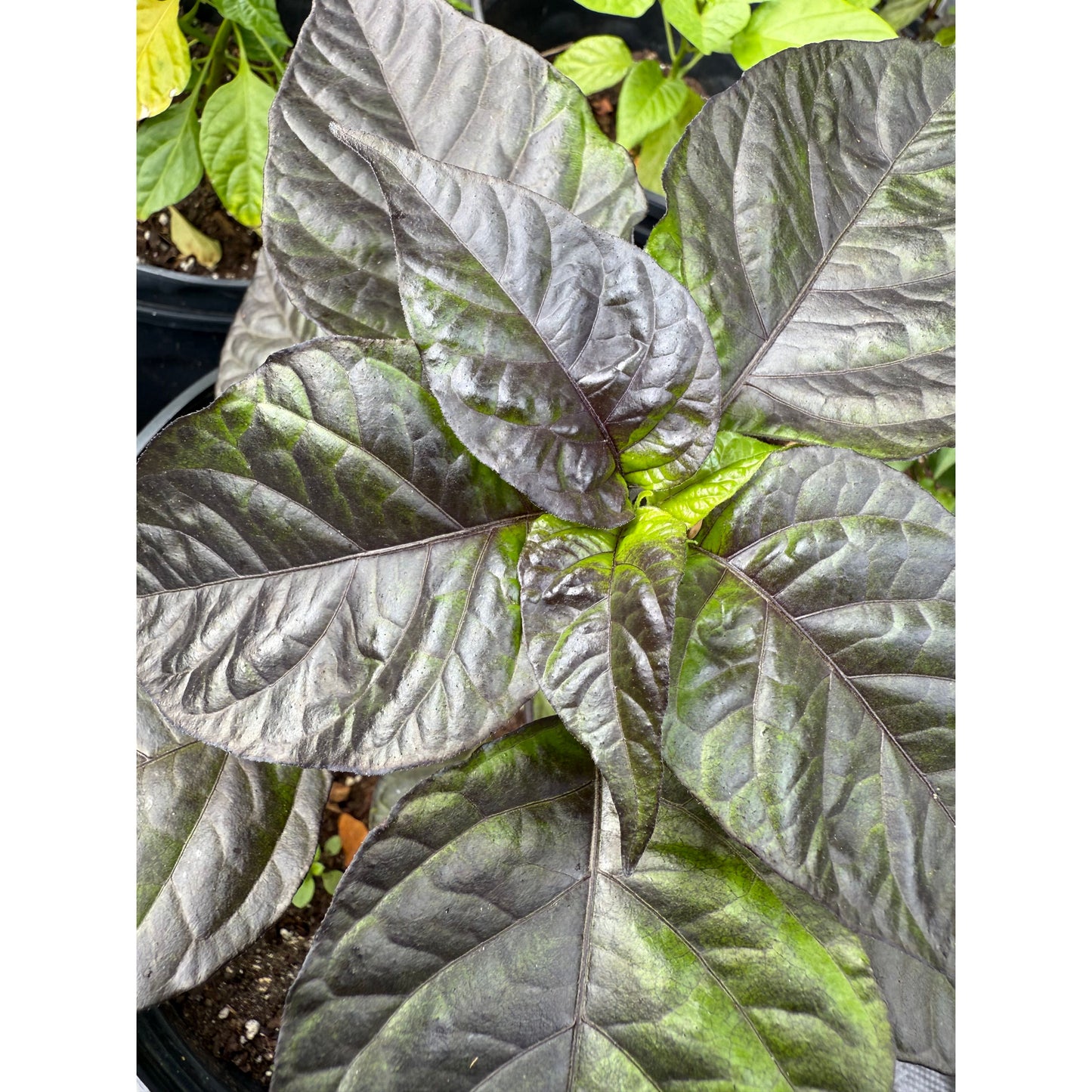Black Sharknado F5 Hot Pepper Seeds