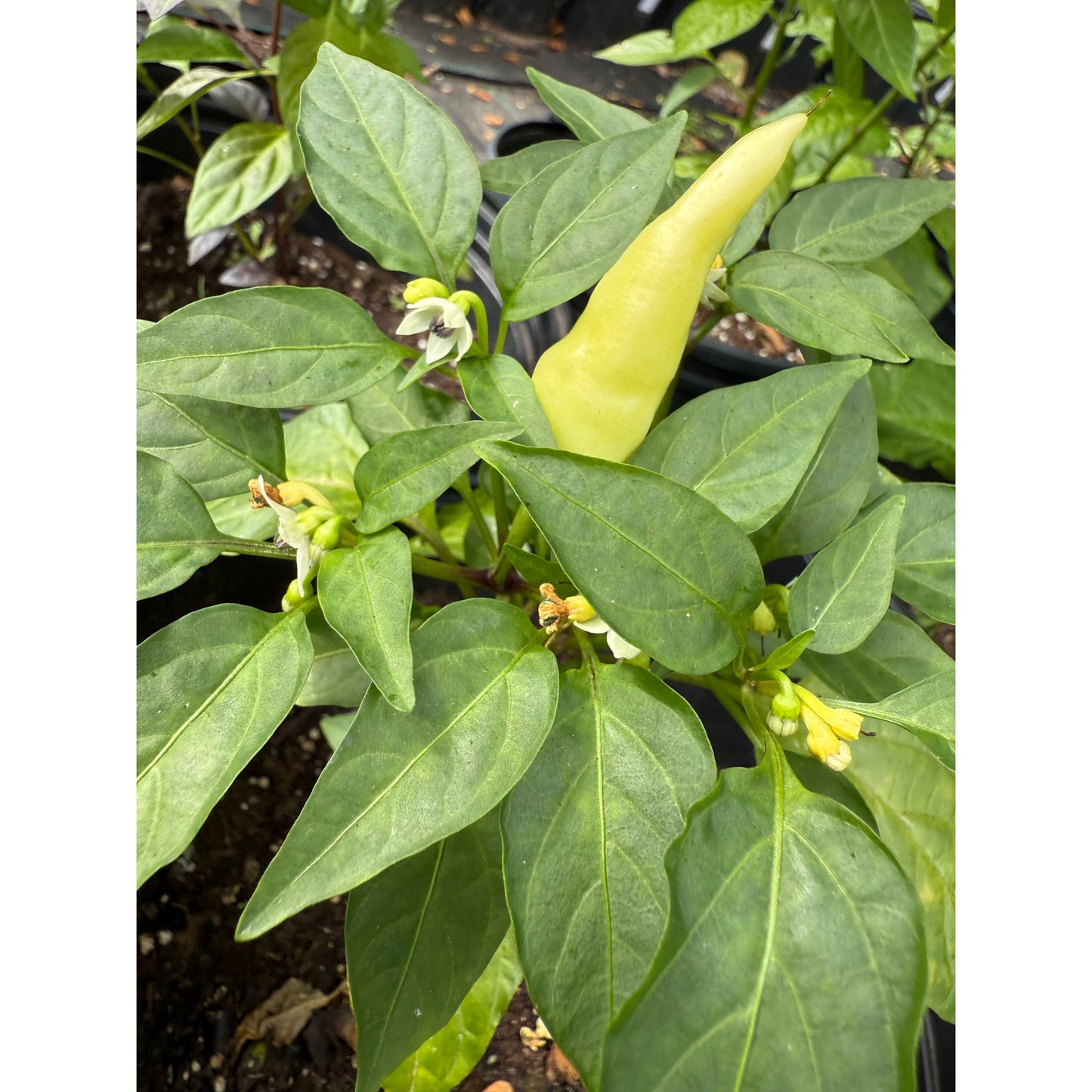 Blazo Hot Pepper Seeds