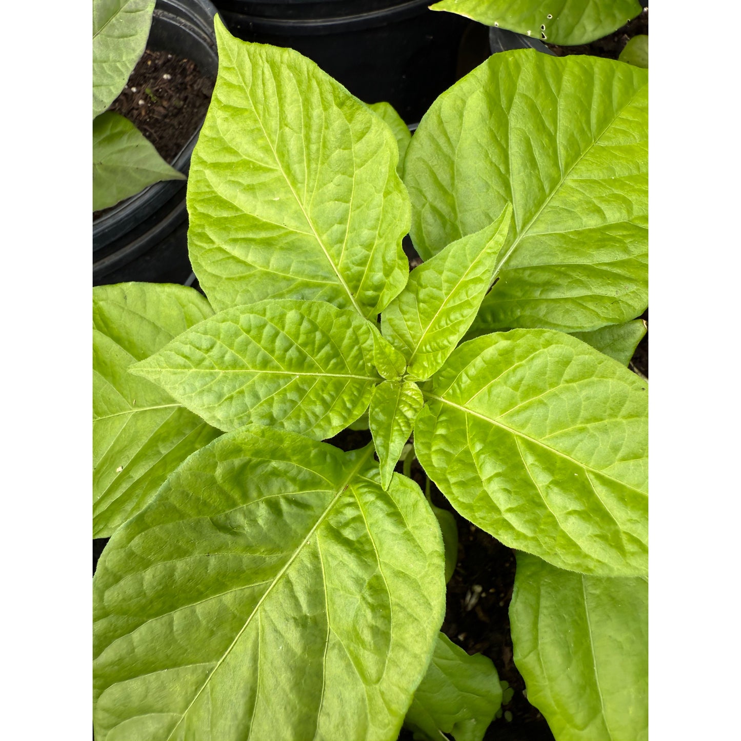 Bonda Ma (Man) Jacques - Hot Pepper Seeds