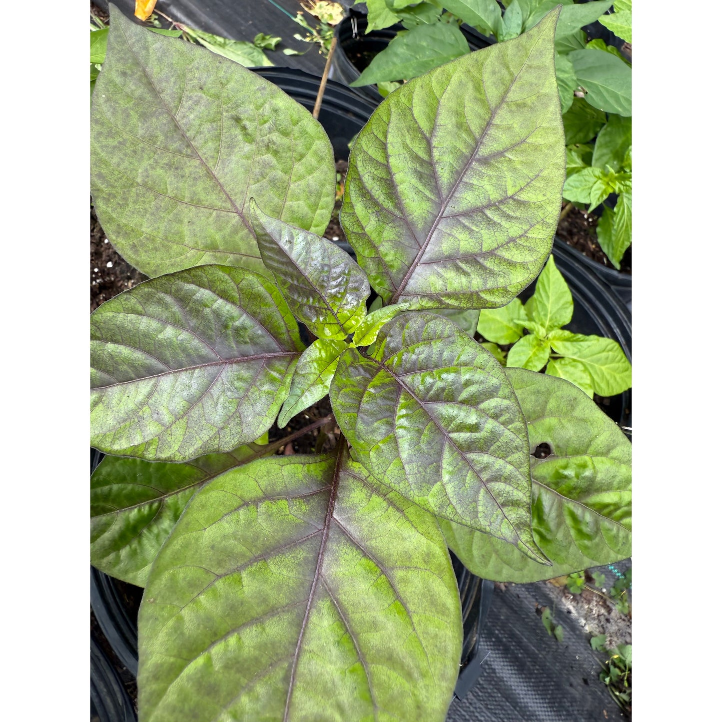 Borg9 - Purple Red Hot Pepper Seeds