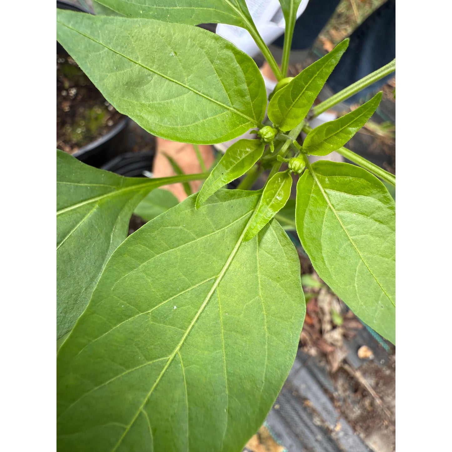 Broome Hot Pepper Seeds