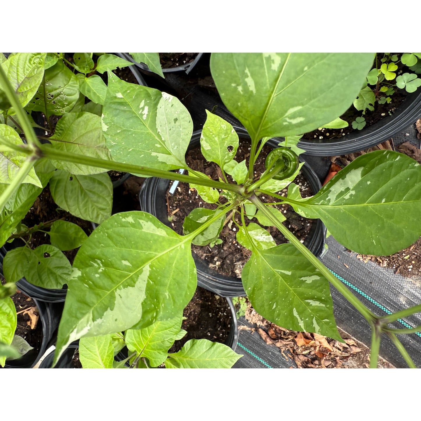 Bryan's Blood - Hot Pepper Seeds