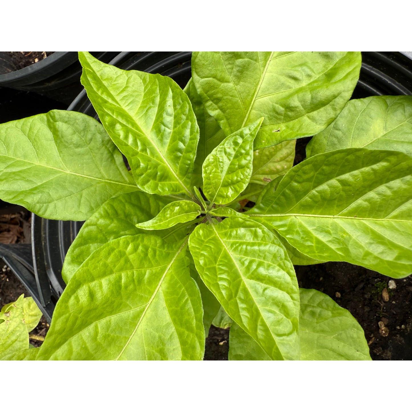 C22 - Moruga Pheno Hot Pepper Seeds