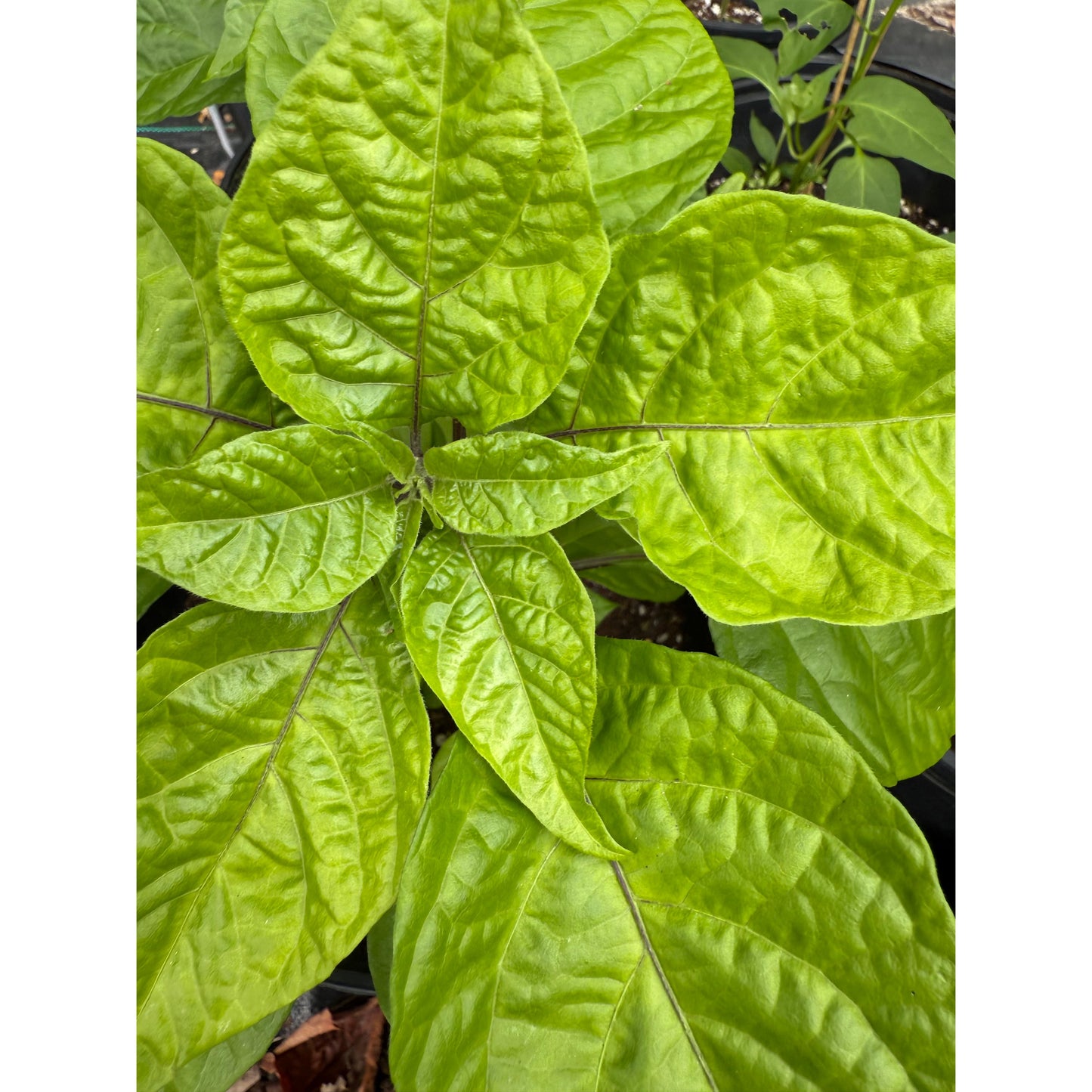 C22 - Peach Orange Hot Pepper Seeds