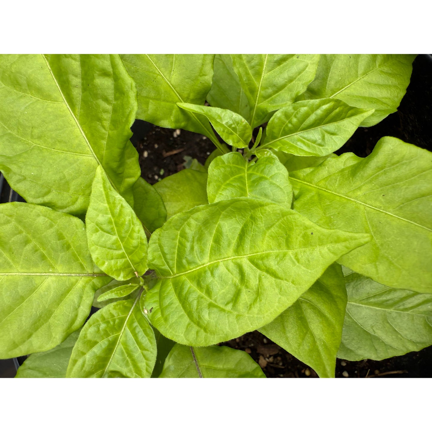 C22 - Stinger Hot Pepper Seeds