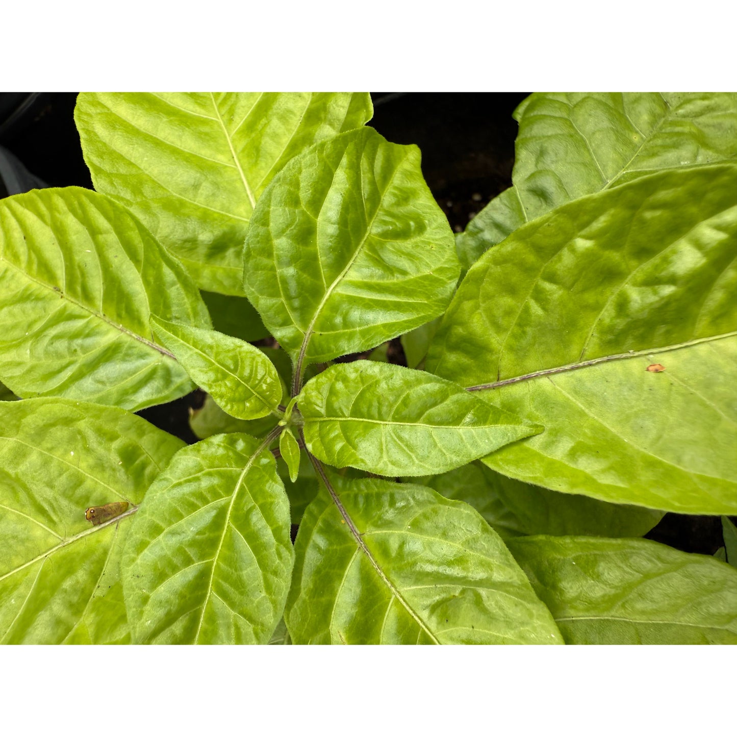 C22 - White Hot Pepper Seeds