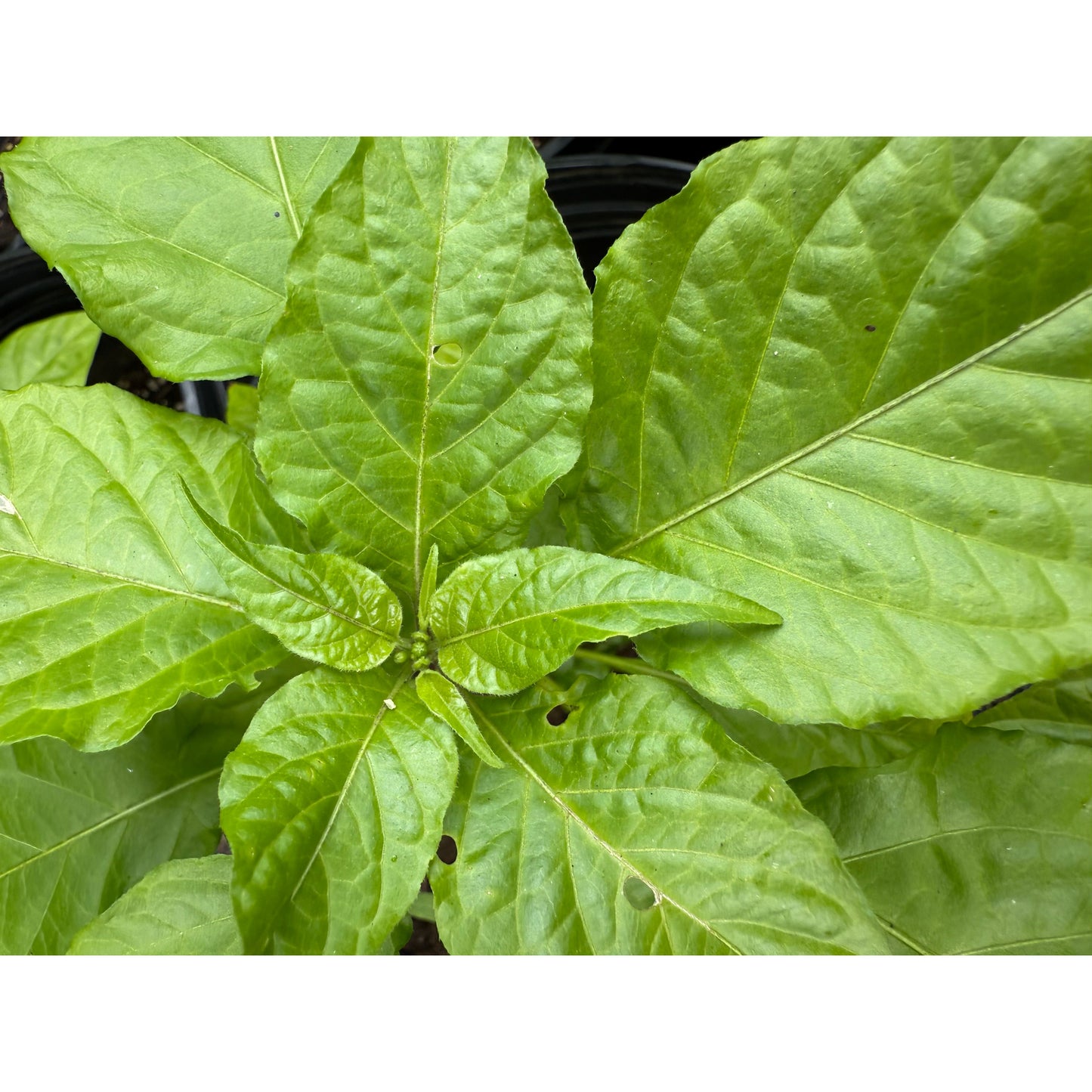 C3P0 Hot Pepper Seeds